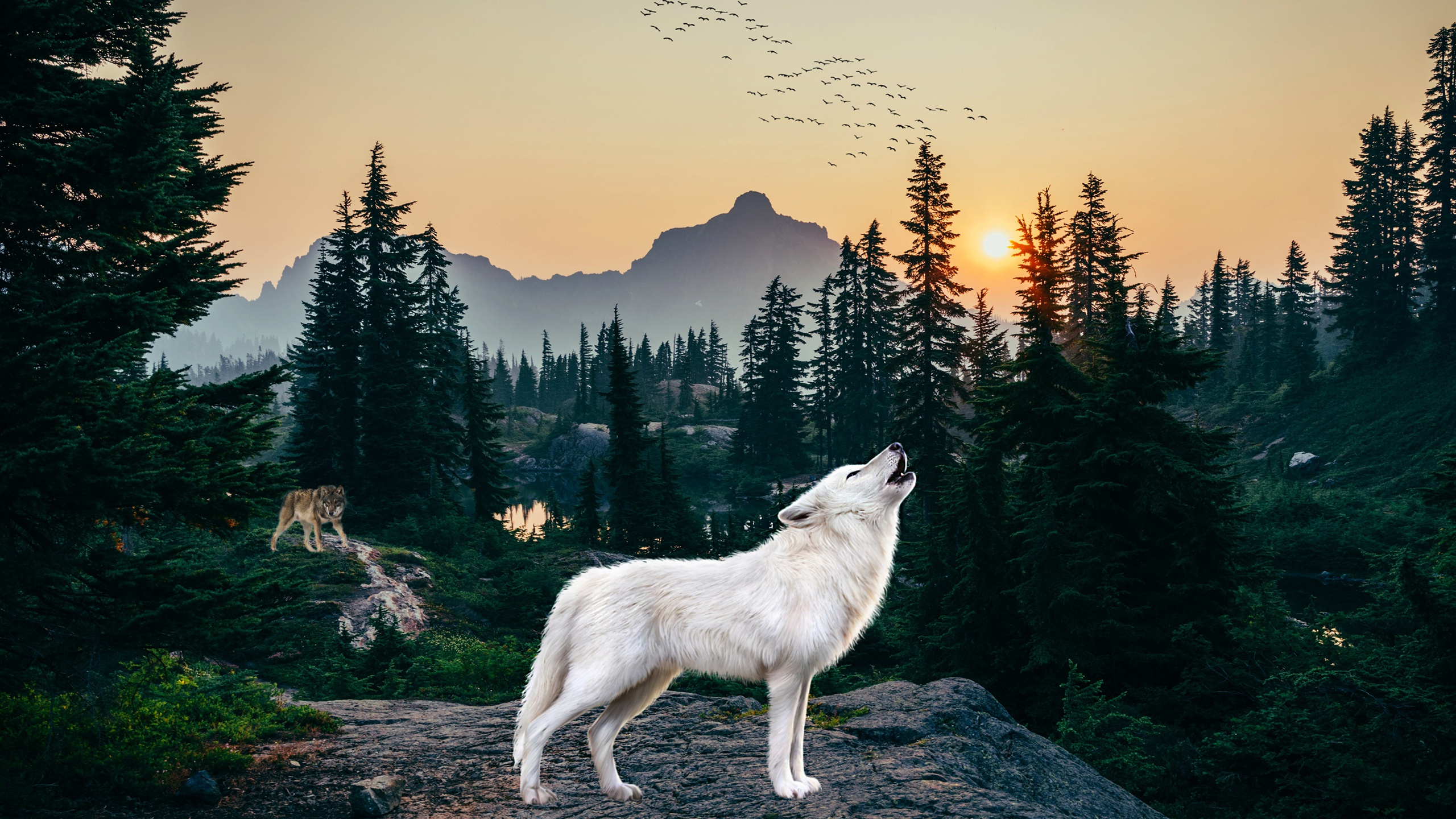 2560x1440 20+ Arctic Wolf HD Wallpapers and Backgrounds