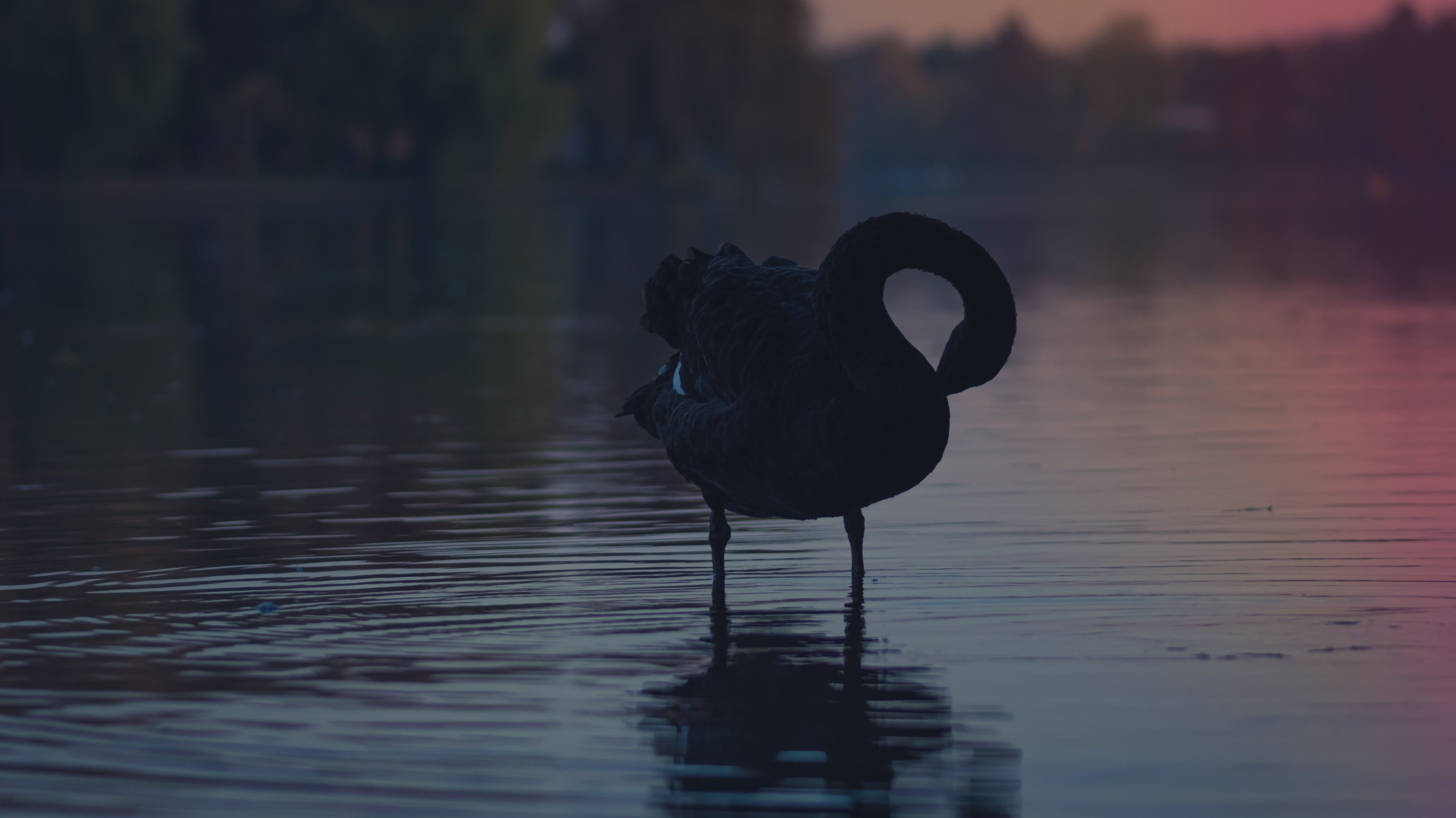 3840x2160 Sunset Swans Wallpapers