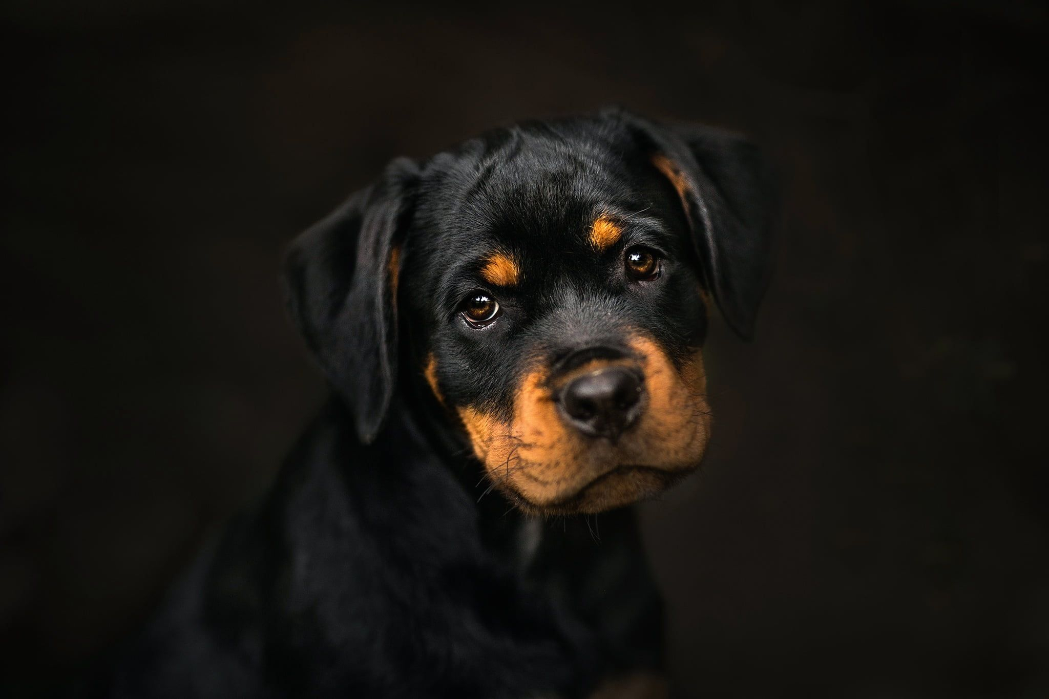 2048x1365 black and tan short-coated puppy, dark, dog, animals, portrait wallpaper | Perros rottweiler, Rottweiler, Perros