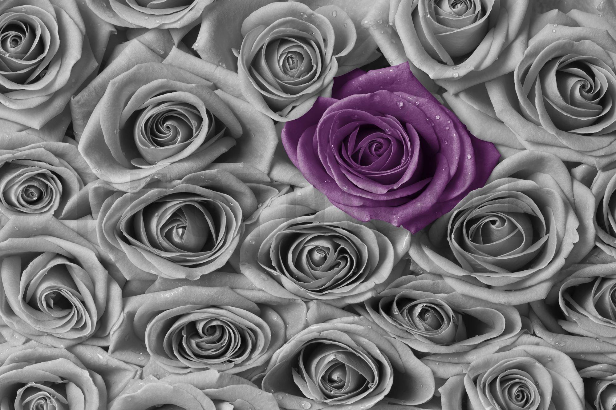 2000x1333 Purple and Grey Wallpapers