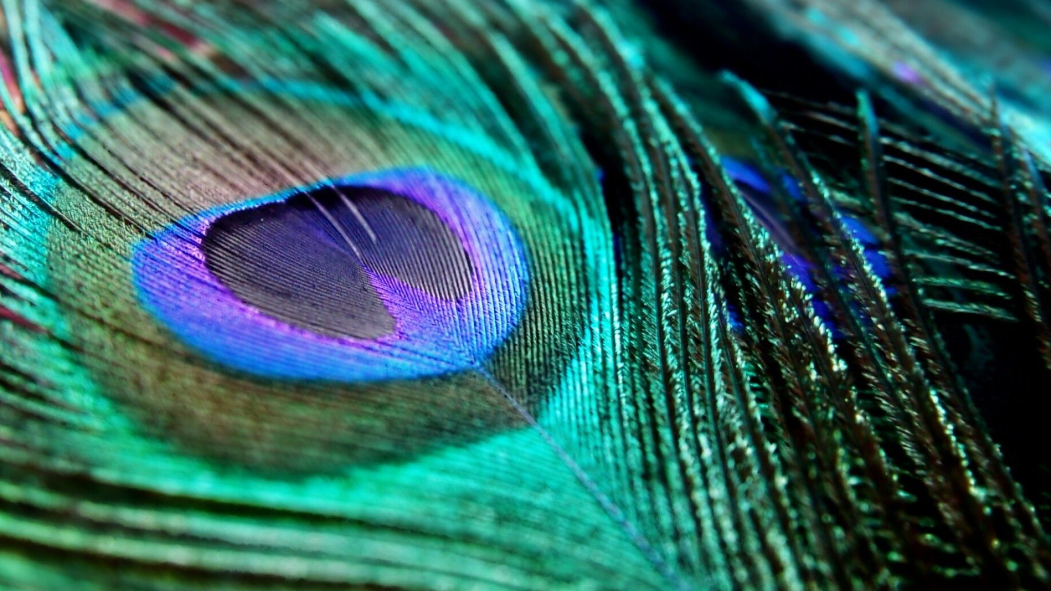 2048x1152 Peacock Feather Wallpapers Top Free Peacock Feather Backgrounds