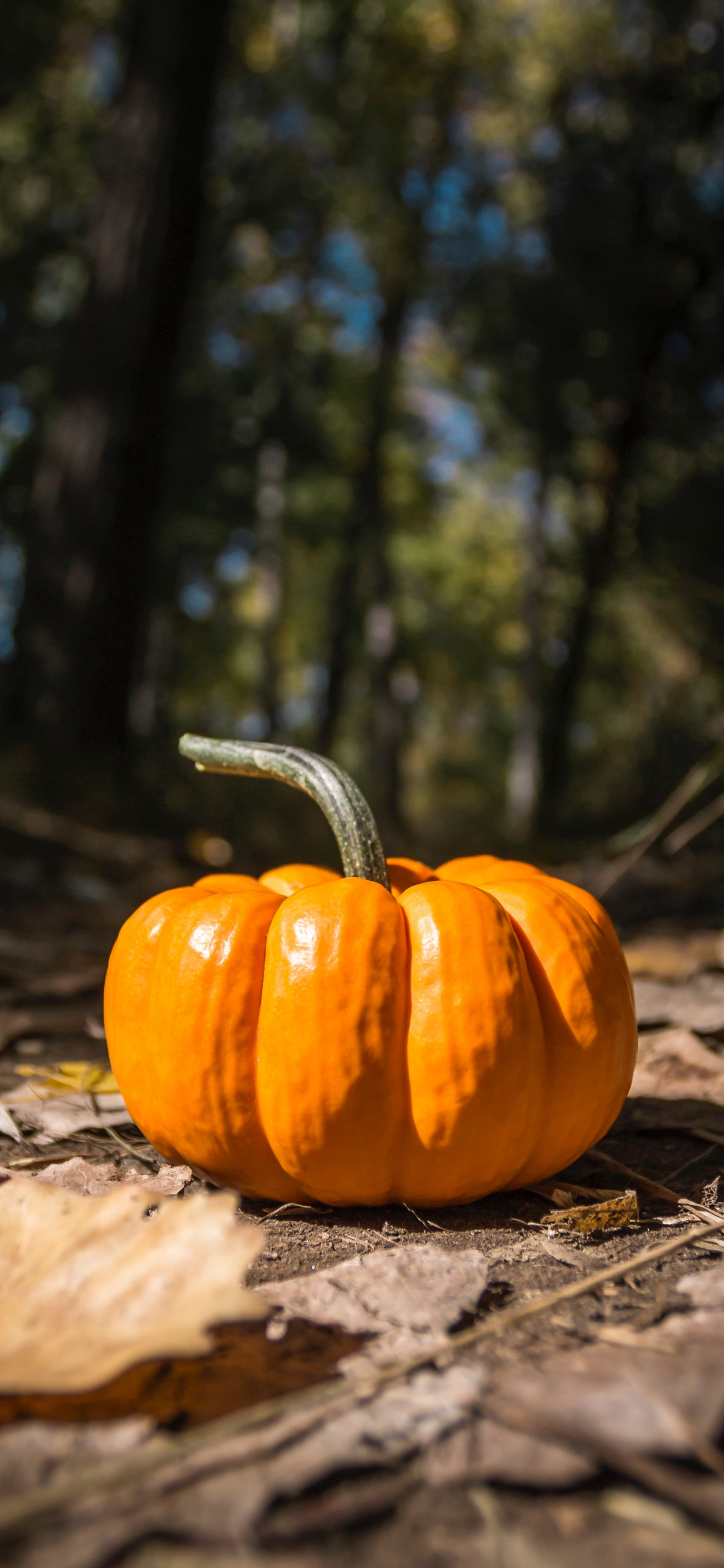 1242x2688 Pumpkin wallpapers for iPhone: download them now
