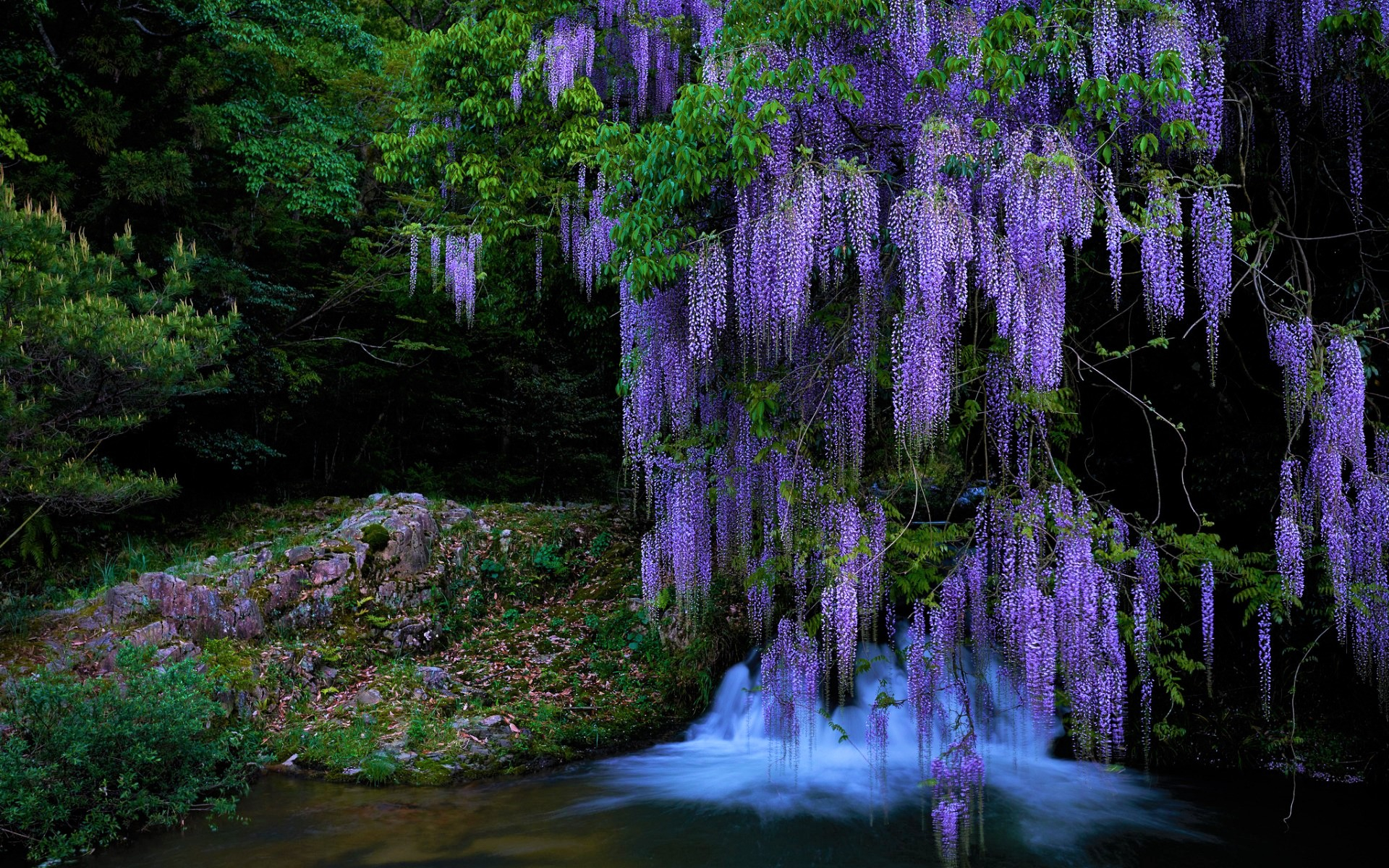 1920x1200 30+ Wisteria HD Wallpapers and Backgrounds
