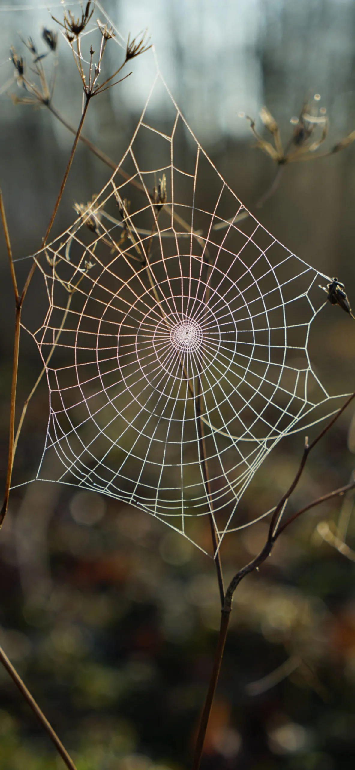 1183x2560 Spider web Wallpaper for iPhone 11, Pro Max, X, 8, 7, 6 Free Download on 3Wallpapers