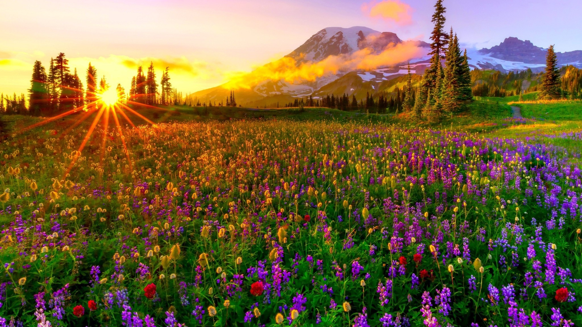 1920x1080 Download Wildflowers, Flowers, Trees, Mountains, Light Wallpaper in Resoluti