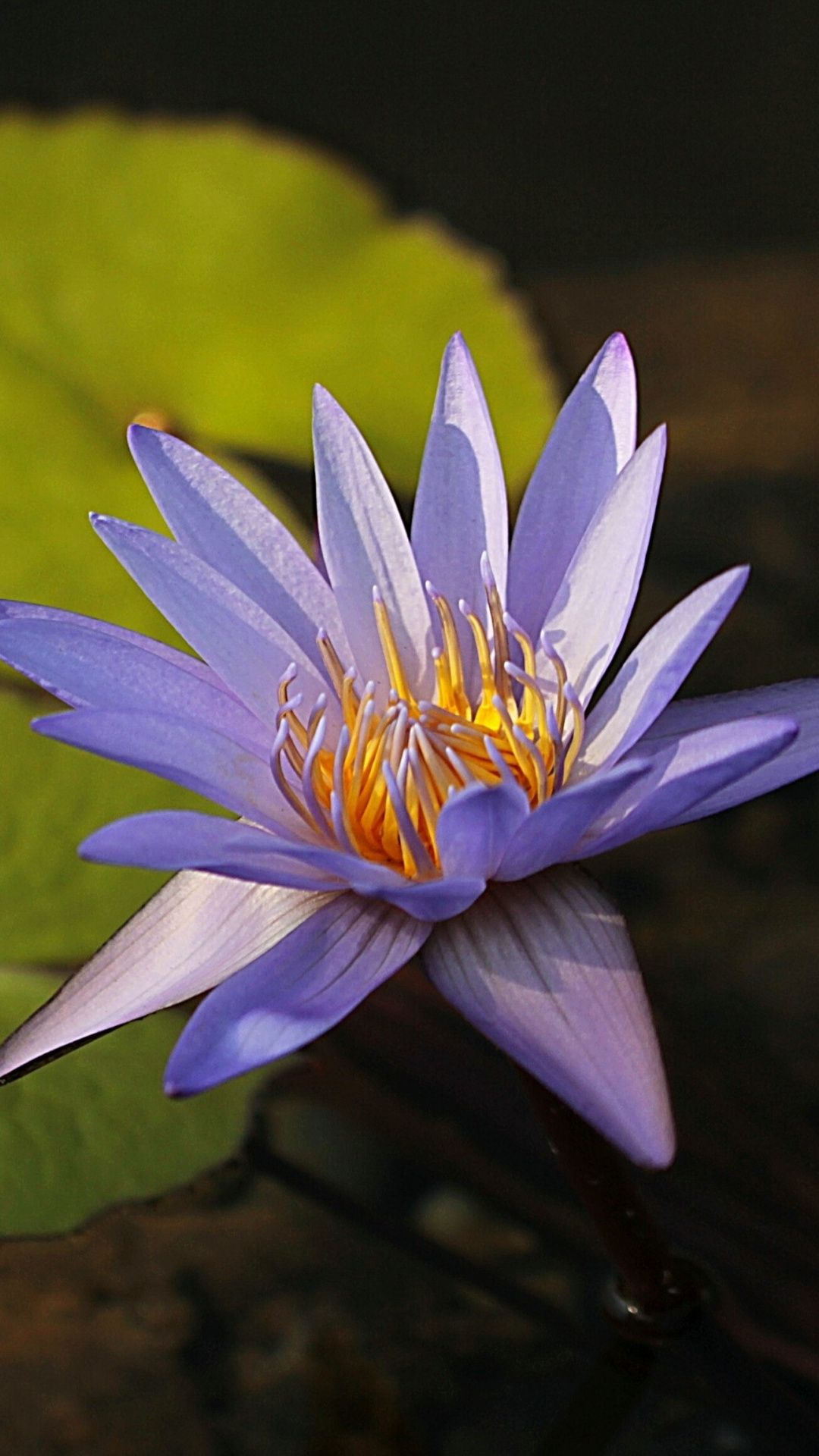 1080x1920 Water lily, bud, violet flower, bloom wallpaper | Violet flower, Bloom, Water lily