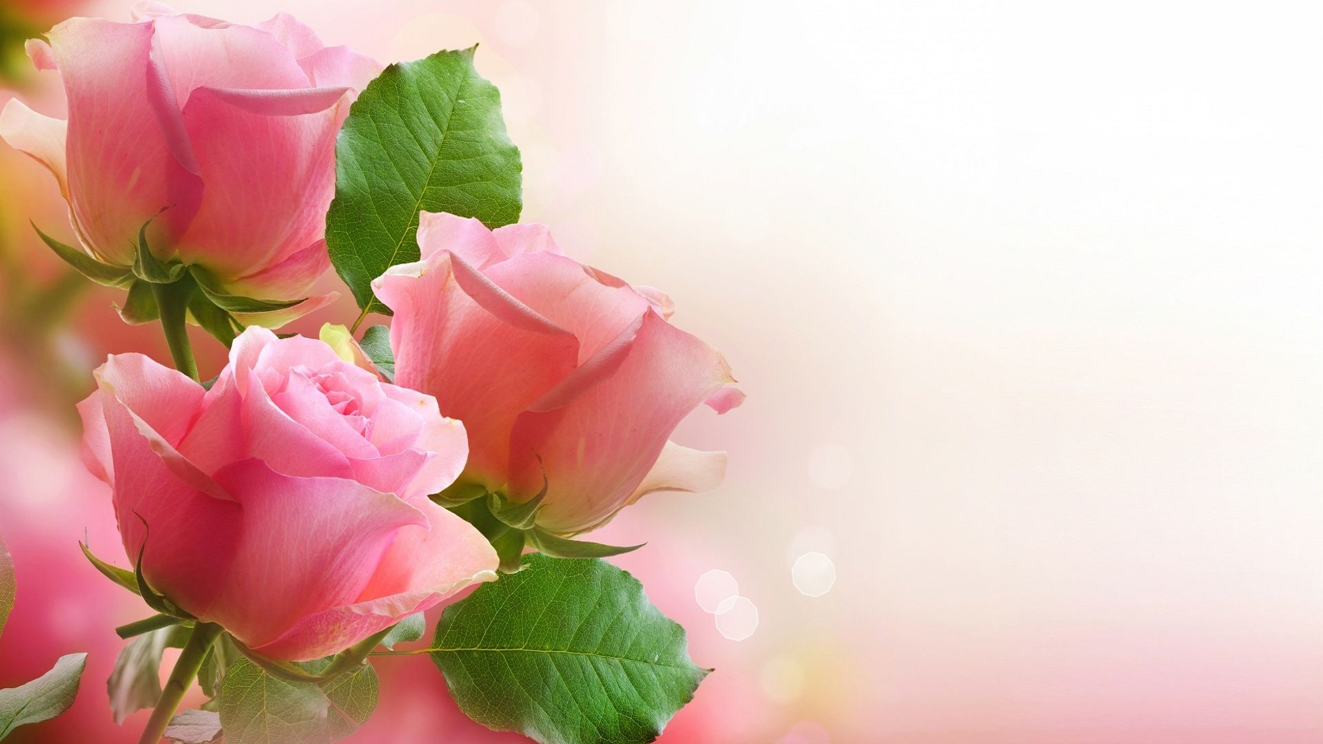 1920x1080 Rose Background Store, 61% OFF