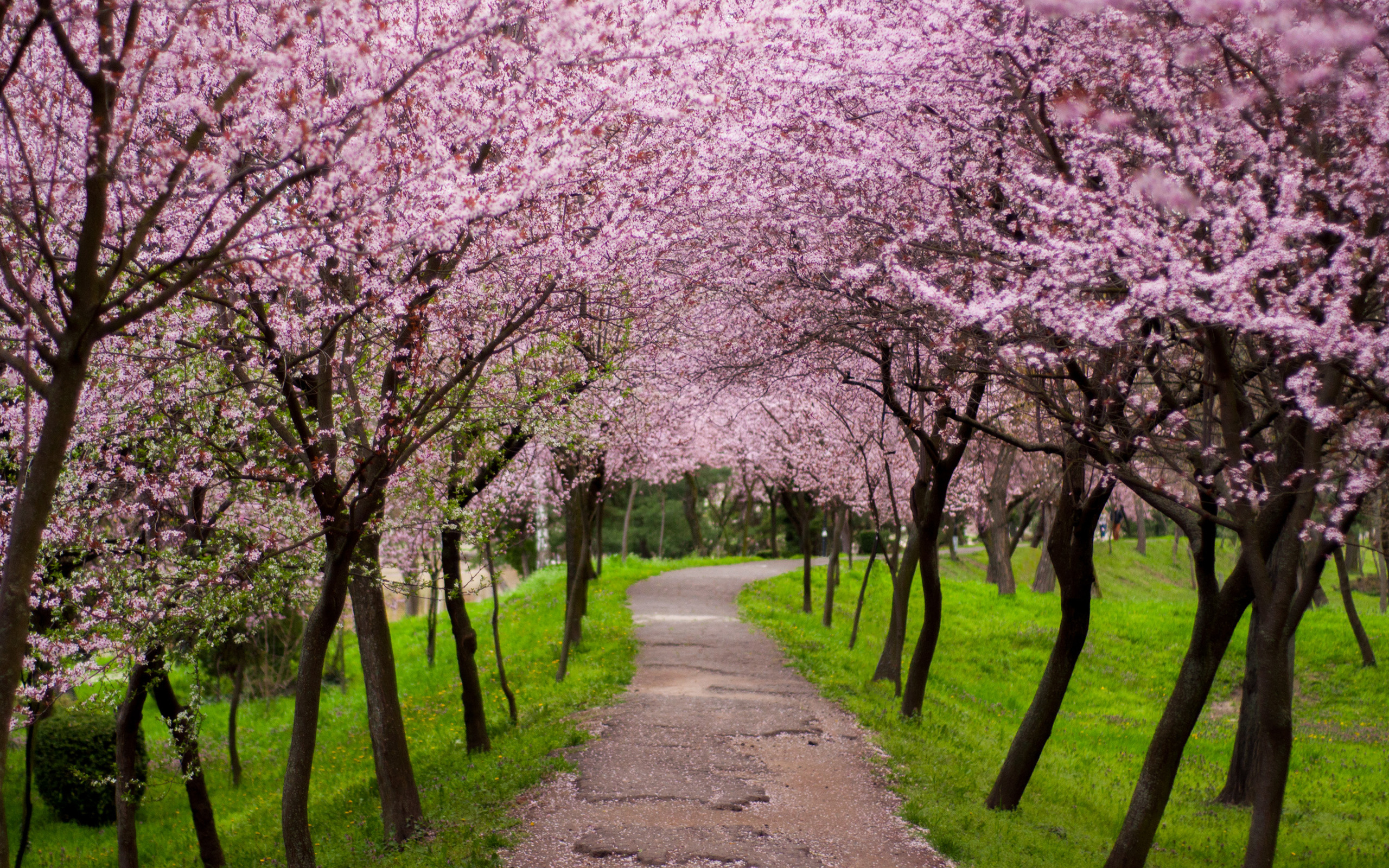 2560x1600 Pink Trees along Path