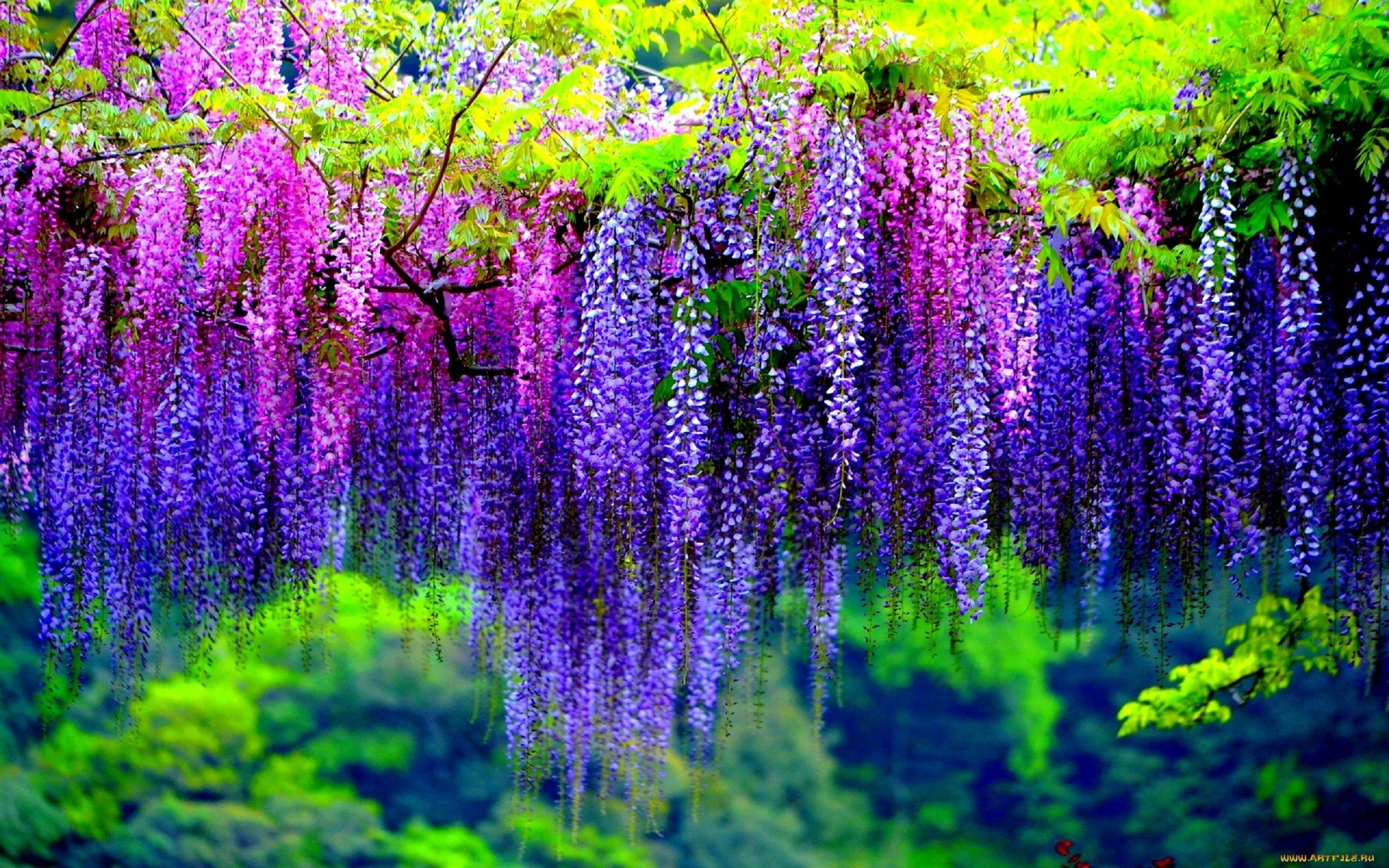 2560x1600 Wisteria Tree Wallpapers Top Free Wisteria Tree Backgrounds