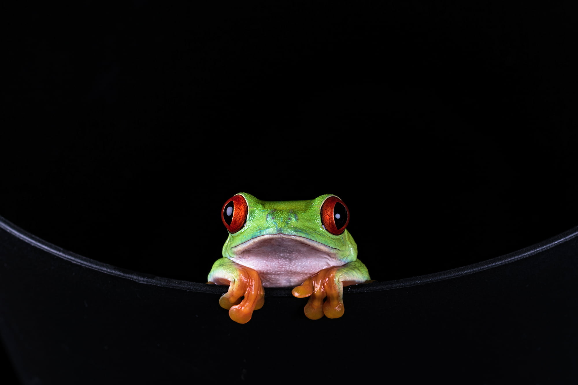 2000x1333 Red-eye tree frog HD wallpaper