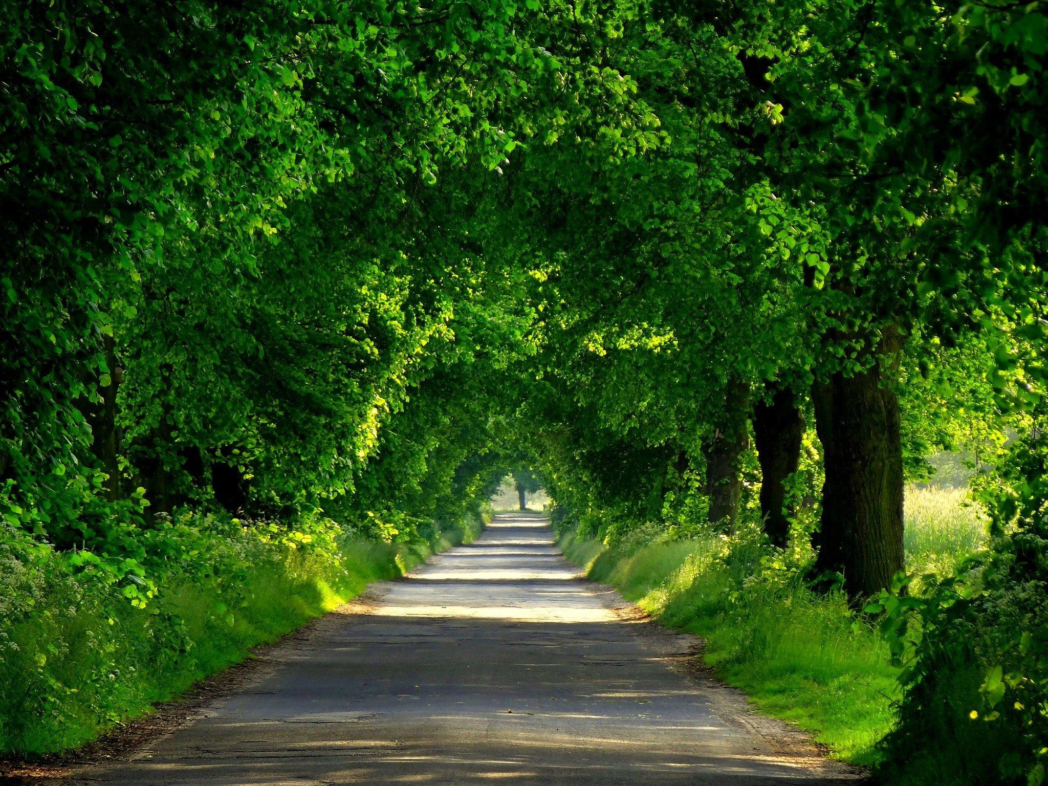 2048x1536 Trees Along The Road Wallpapers