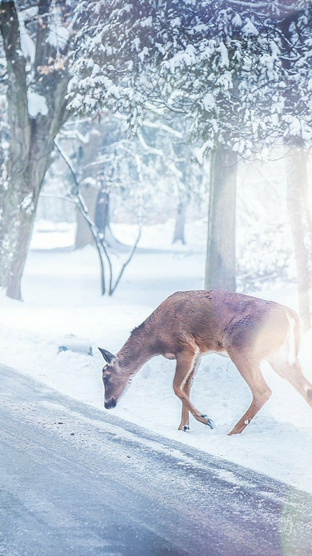 1080x1920 Deer in snow by a road | Nature animals, Animals, Winter nature