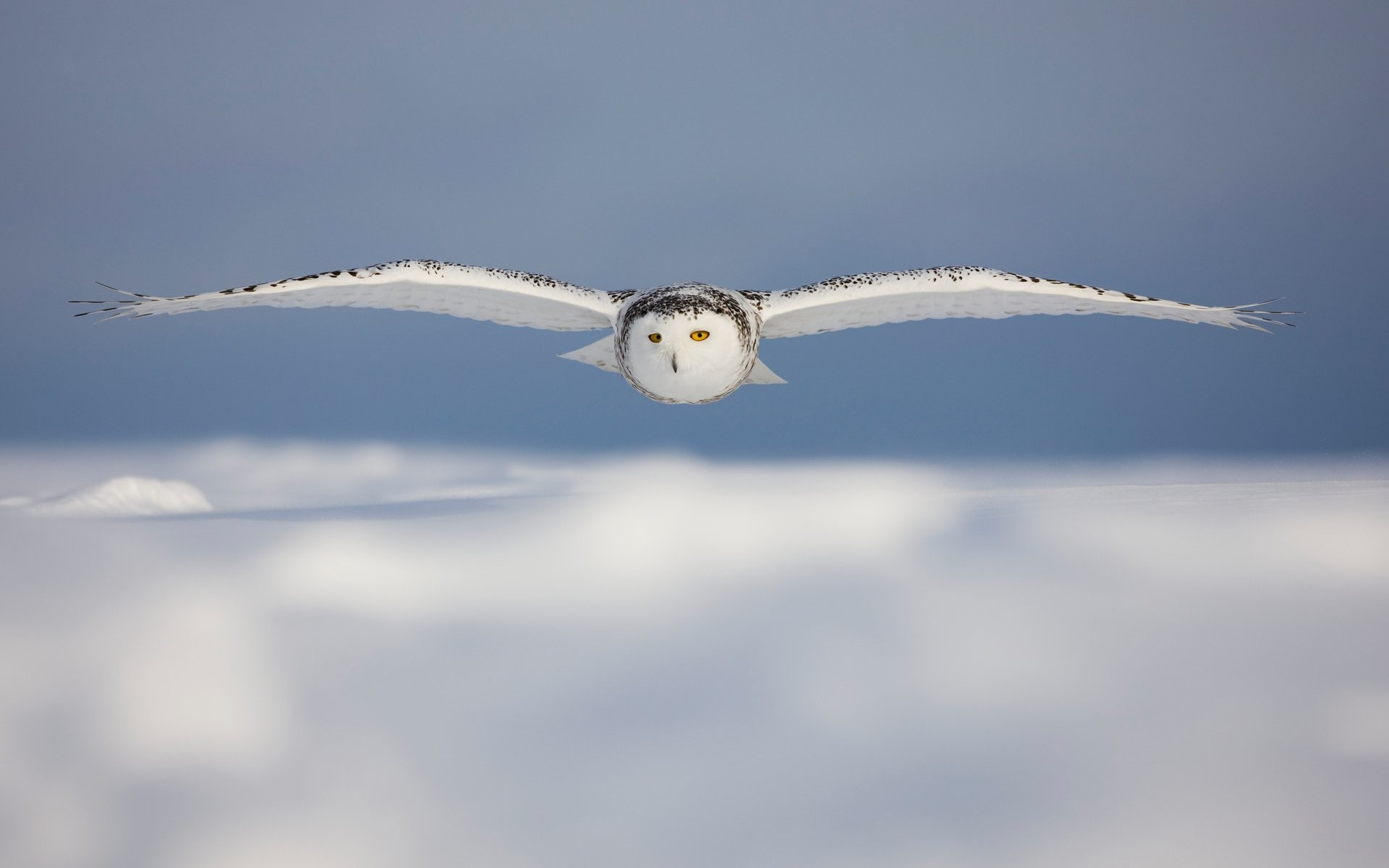 1920x1200 Snowy Owl Wallpaper (71+ pictures