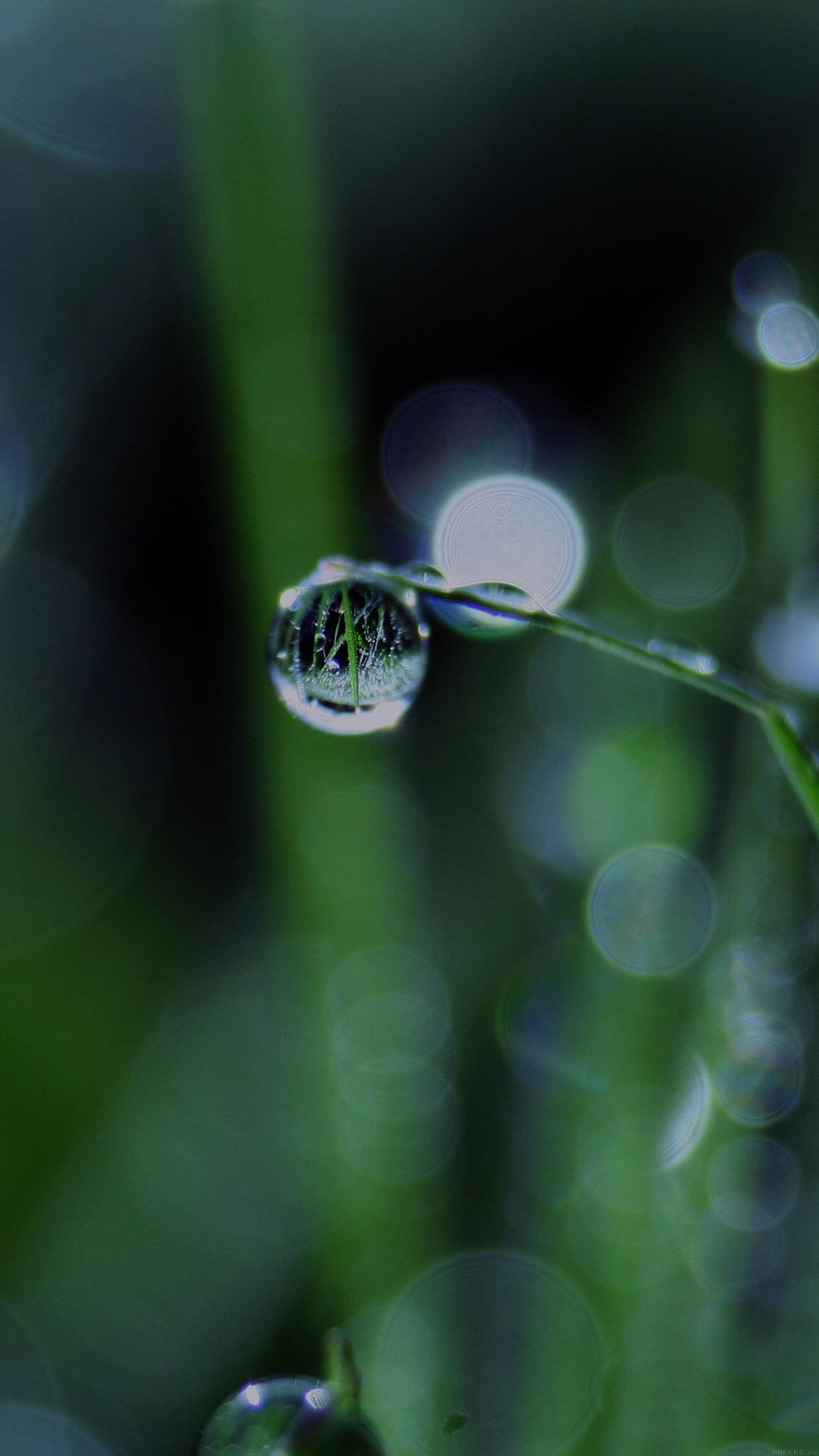 1242x2208 | iPhone11 wallpaper | mk62-bokeh-leaf-raindropdark-nature-pure