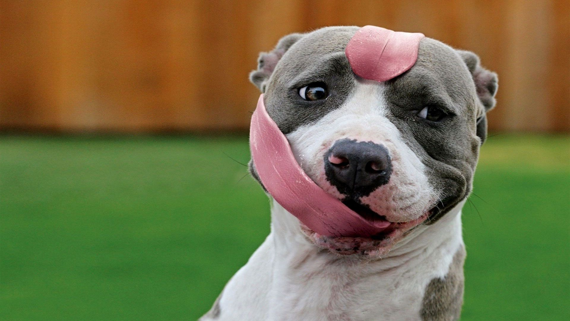 1920x1080 Long tongue | Pitbulls, Animal humor dog, Pitbull dog