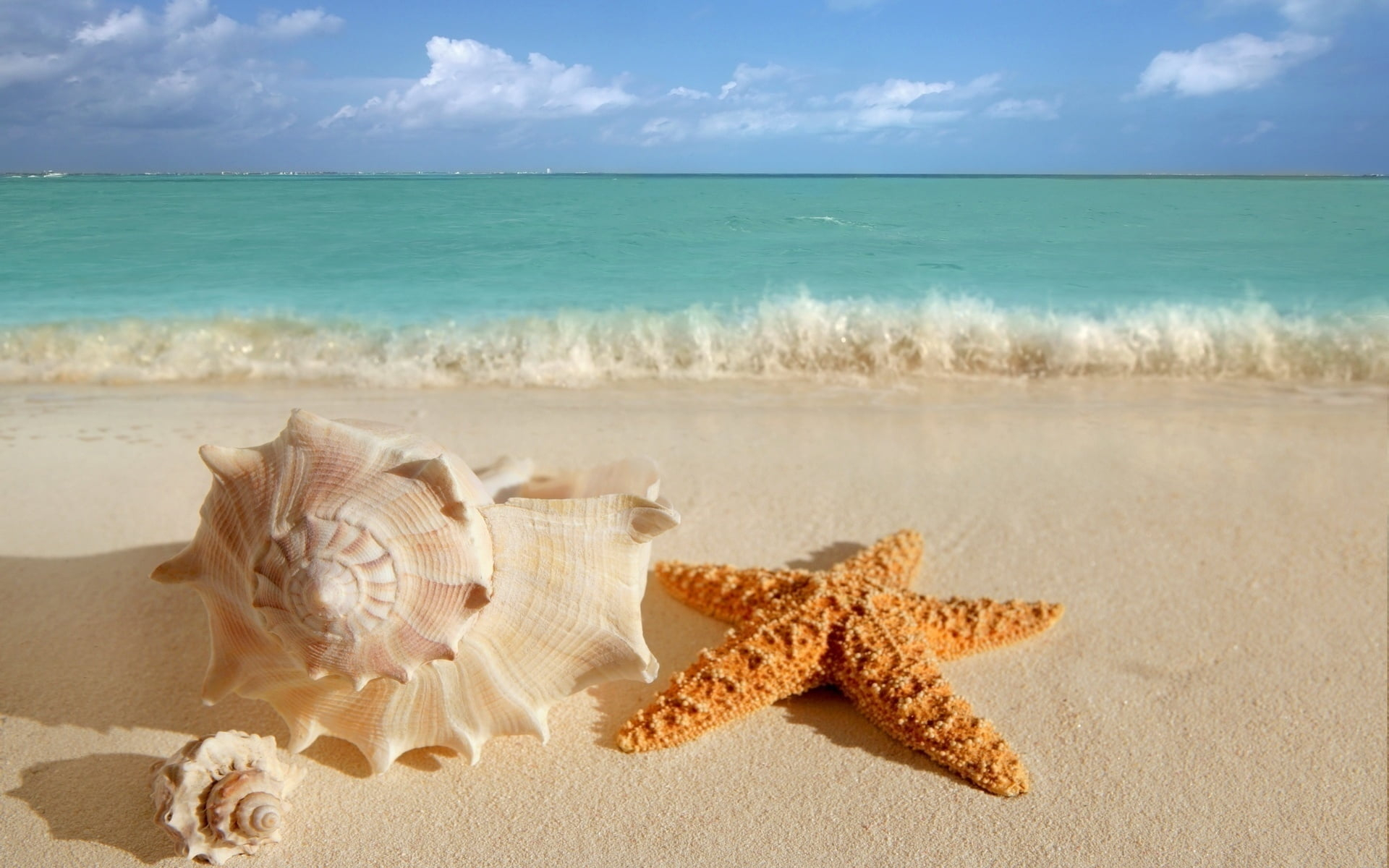 1920x1200 Star fish and seashell on beach during daytime HD wallpaper | Wallpaper Flare