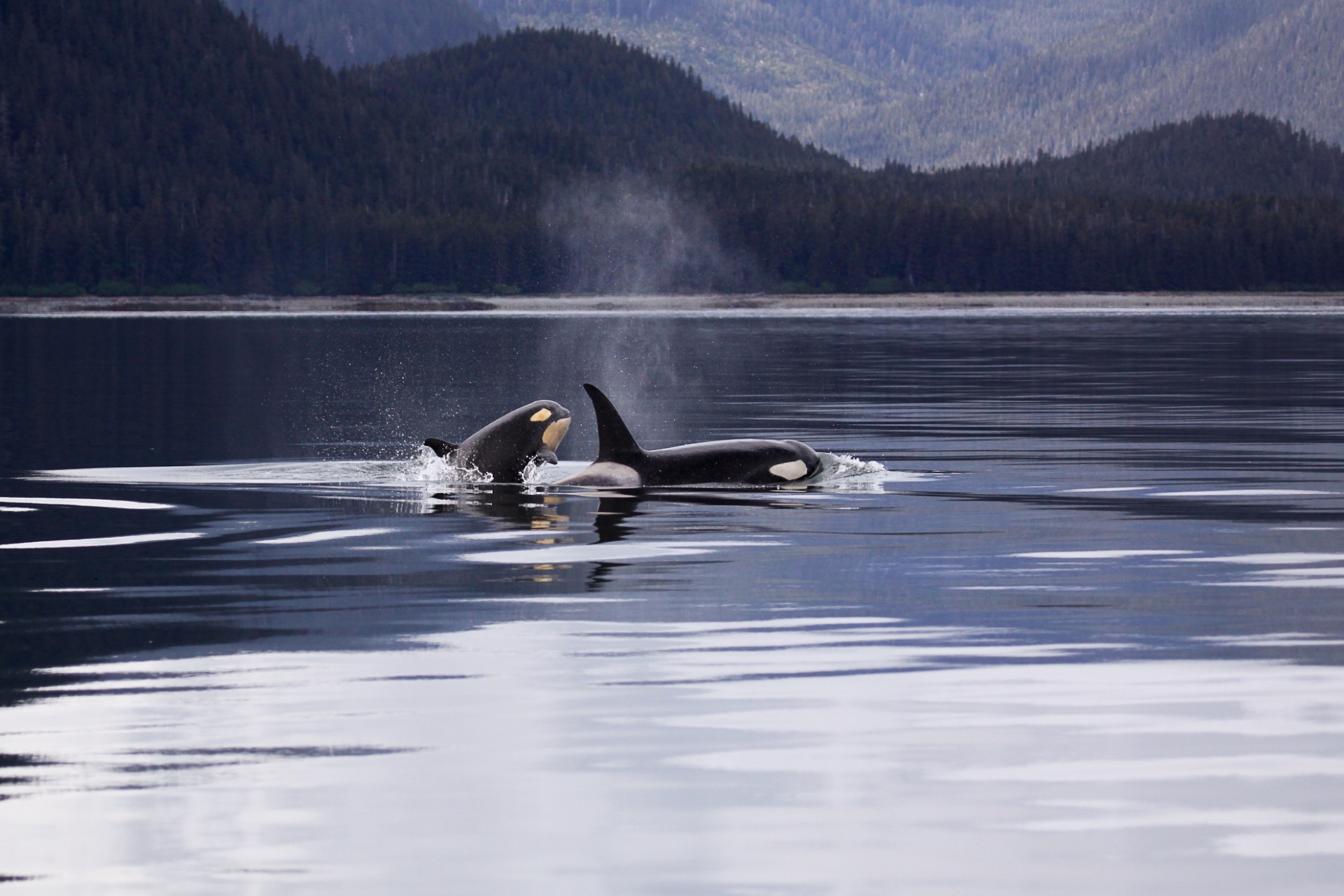 1920x1280 Killer Whale Photos, Download Free Killer Whale Stock Photos \u0026 HD Images