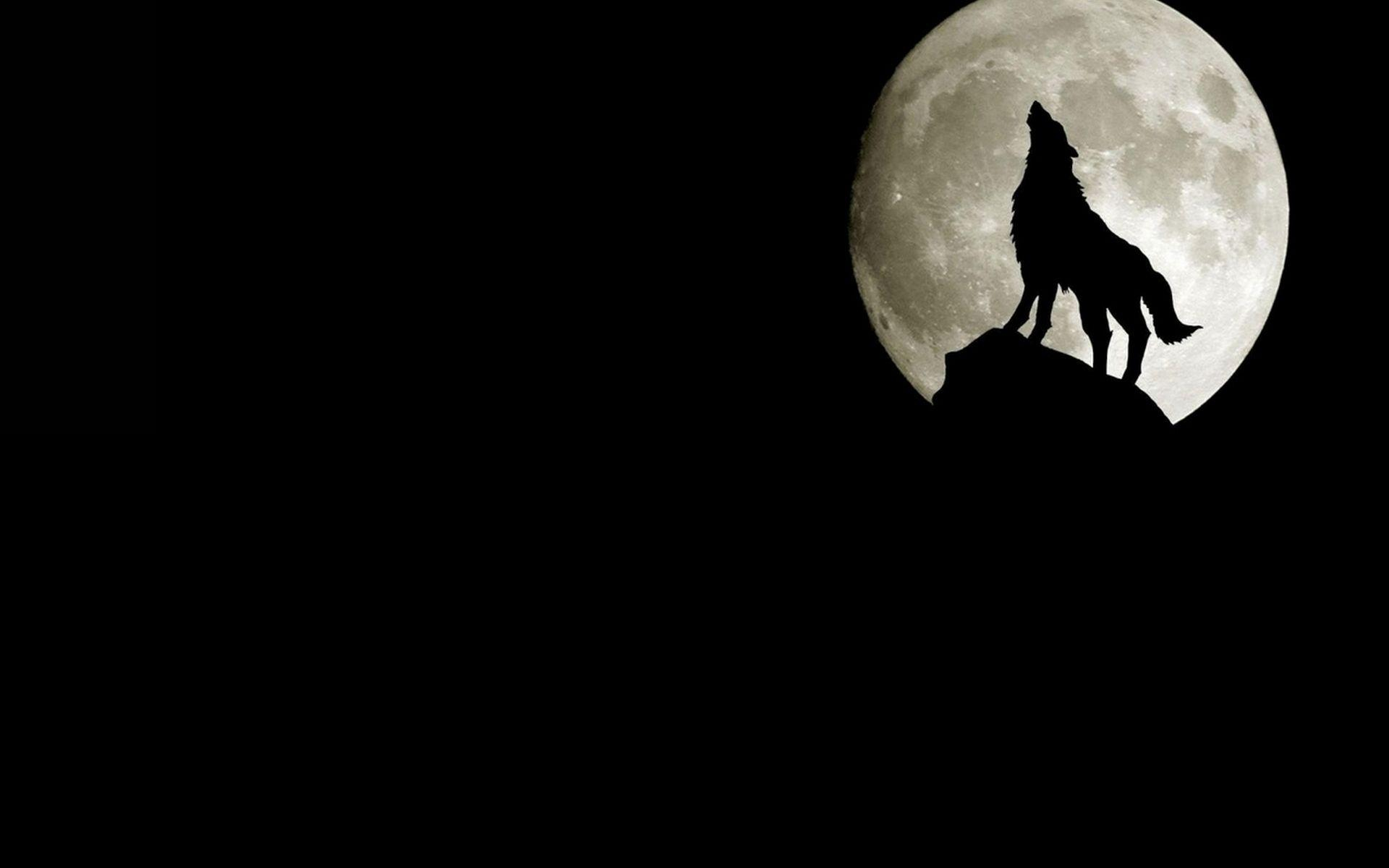 1920x1200 Howling Wolf Wallpapers HD