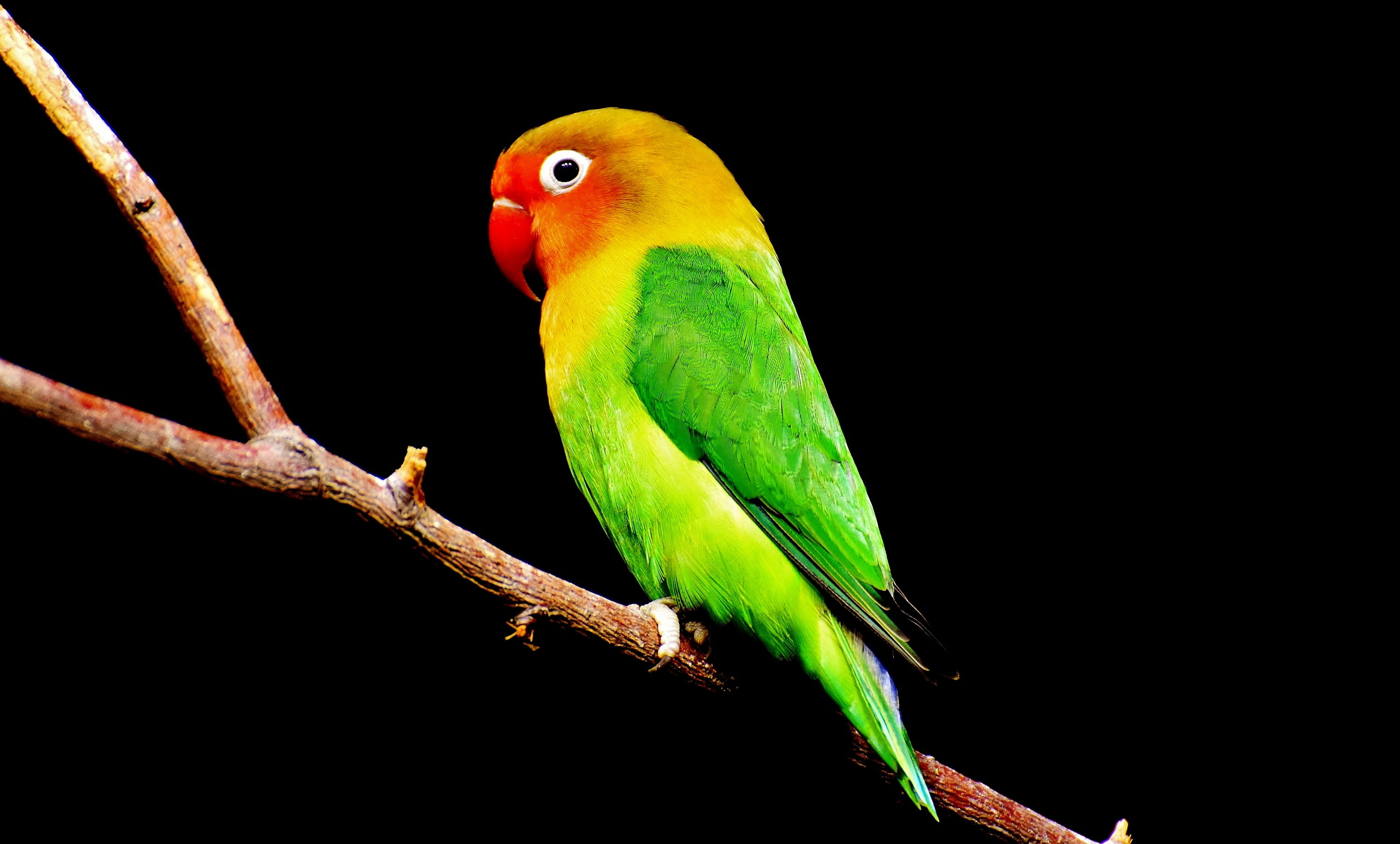 3000x1808 Close up photo of green and red parakeet HD wallpaper