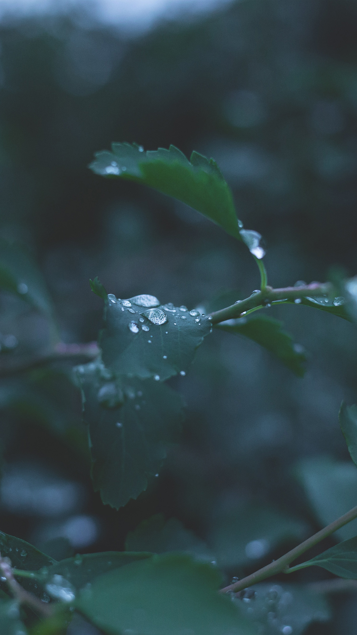 1242x2208 | iPhone11 wallpaper | nj39-leaf-water-rain-nature-gree