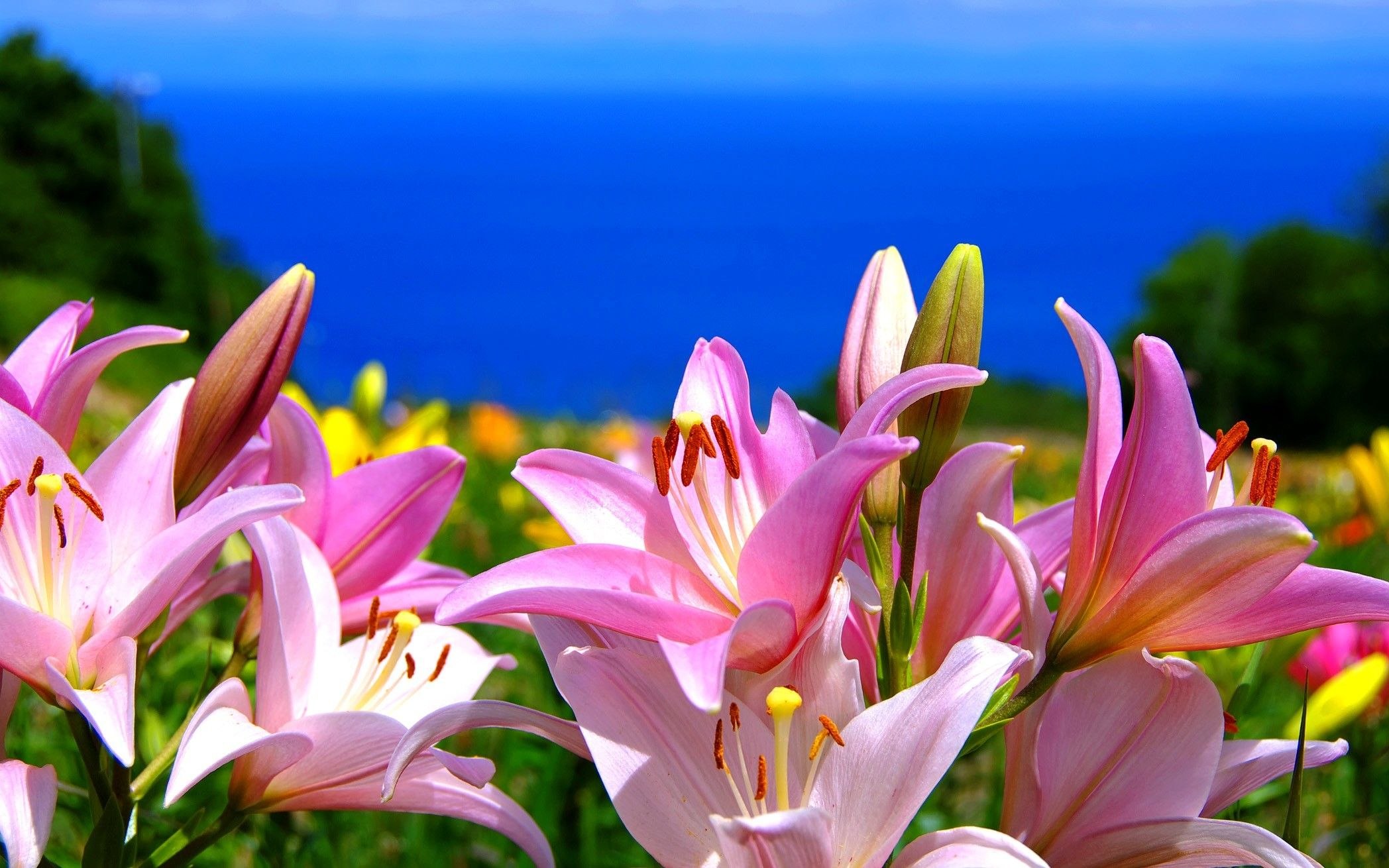2096x1310 Lily Wallpapers Top Free Lily Backgrounds