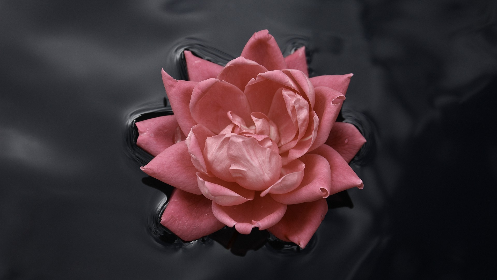 1920x1080 Wallpaper : px, black, flowers, macro, nature, pink roses, rose, water 4kWallpaper 1049903 HD Wallpapers