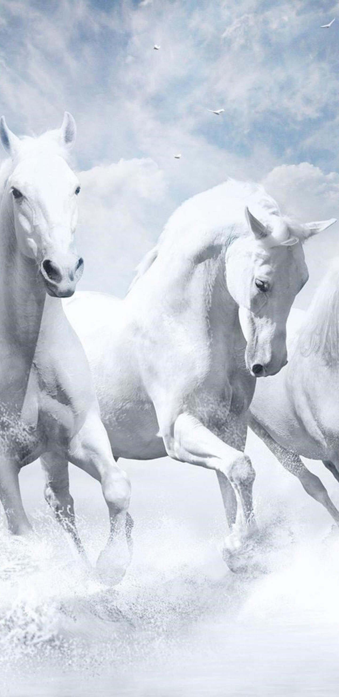 1440x2960 White Horses HD Samsung Galaxy Note 9,8, S9,S8,S8+ QHD HD 4k Wallpapers, Images, Backgrounds, Photos and Pictures