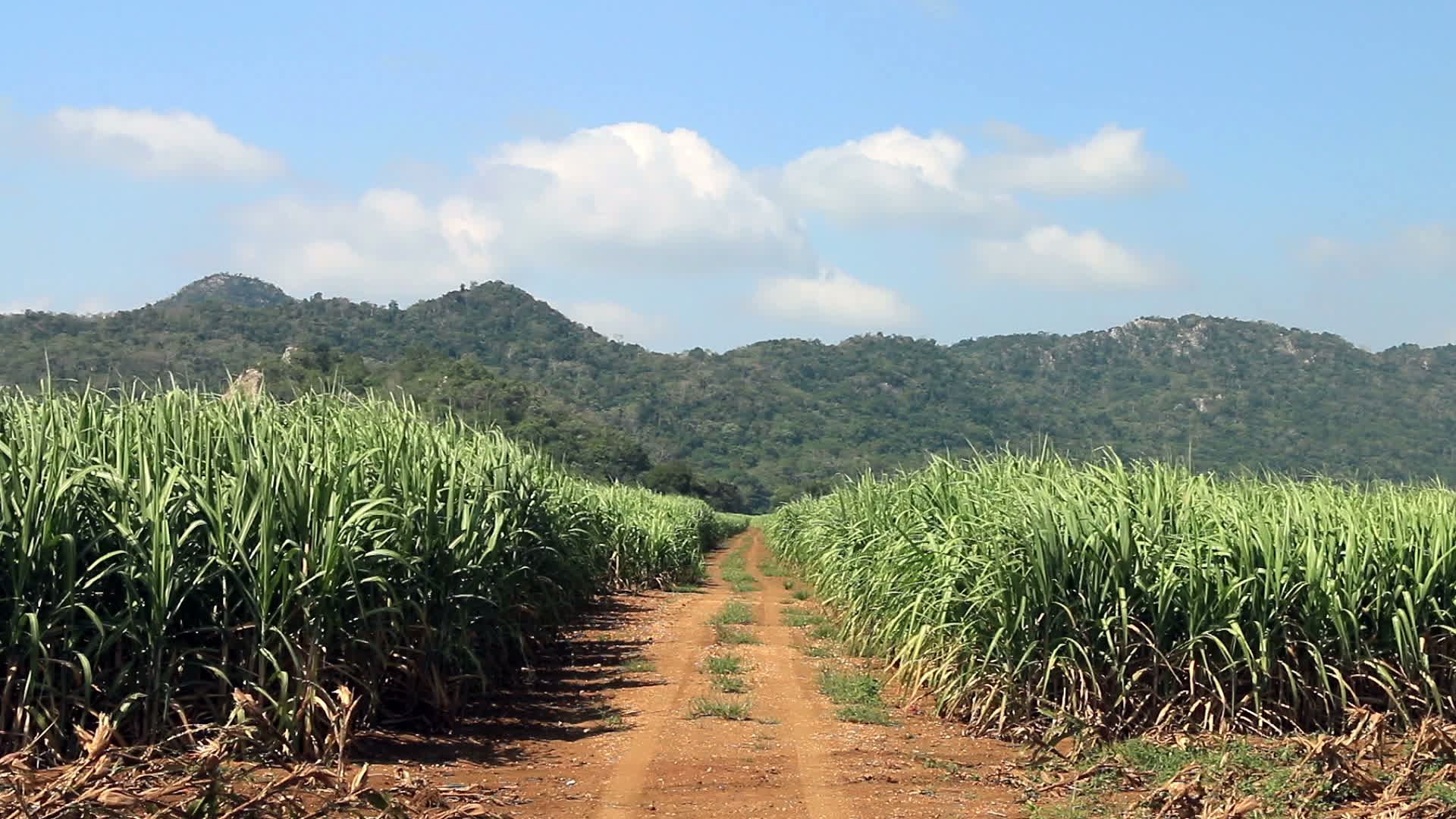 1920x1080 Road in The Middle of A Sugarcane Field 2019134 Stock Vide