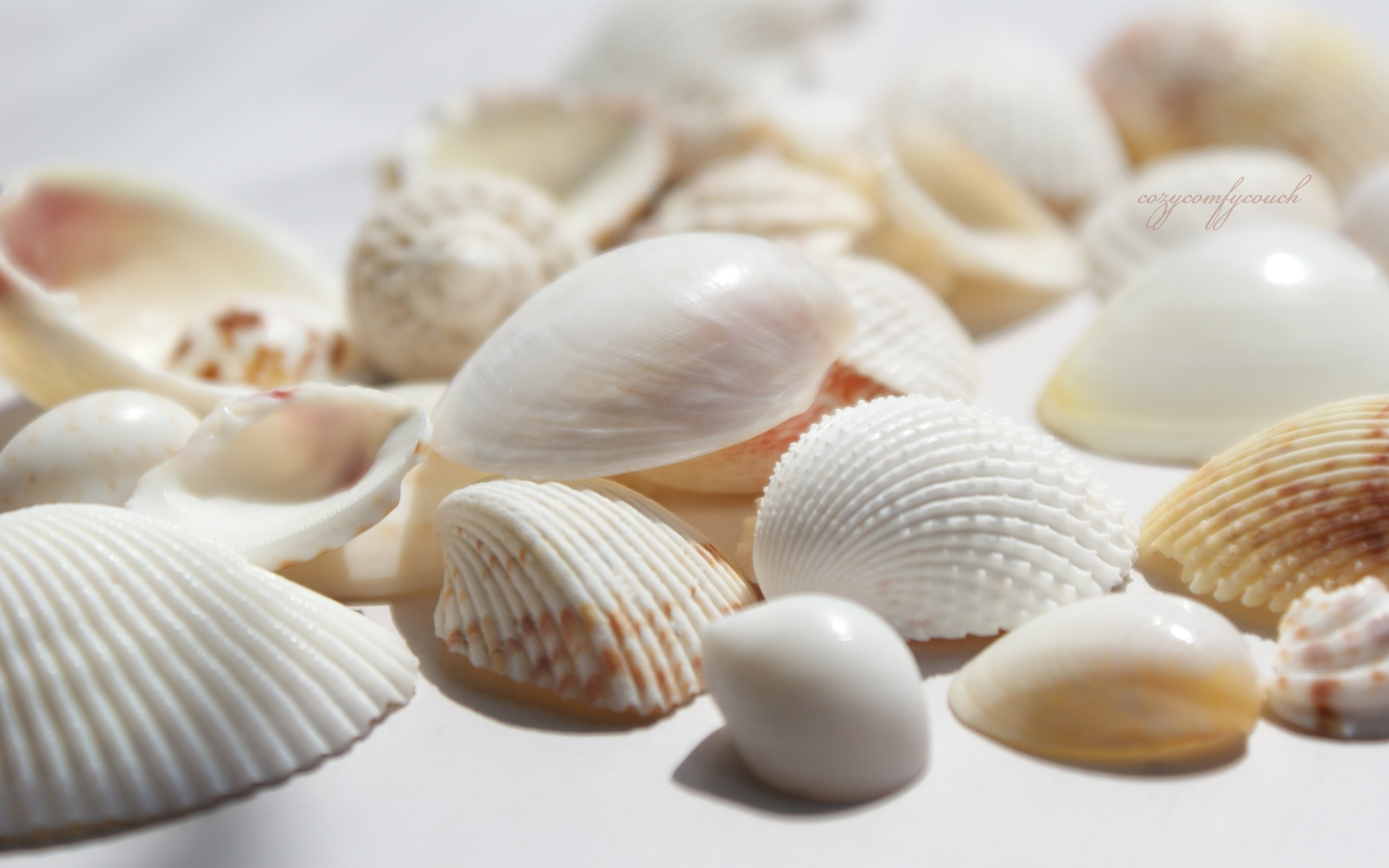 2560x1600 Sea Shells Wallpaper (53+ pictures