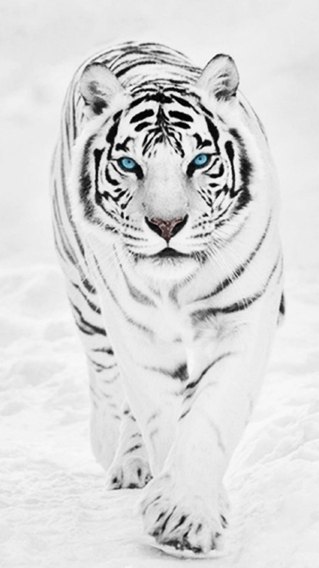 1080x1920 Cool White Tiger Wallpapers Top Free Cool White Tiger Backgrounds