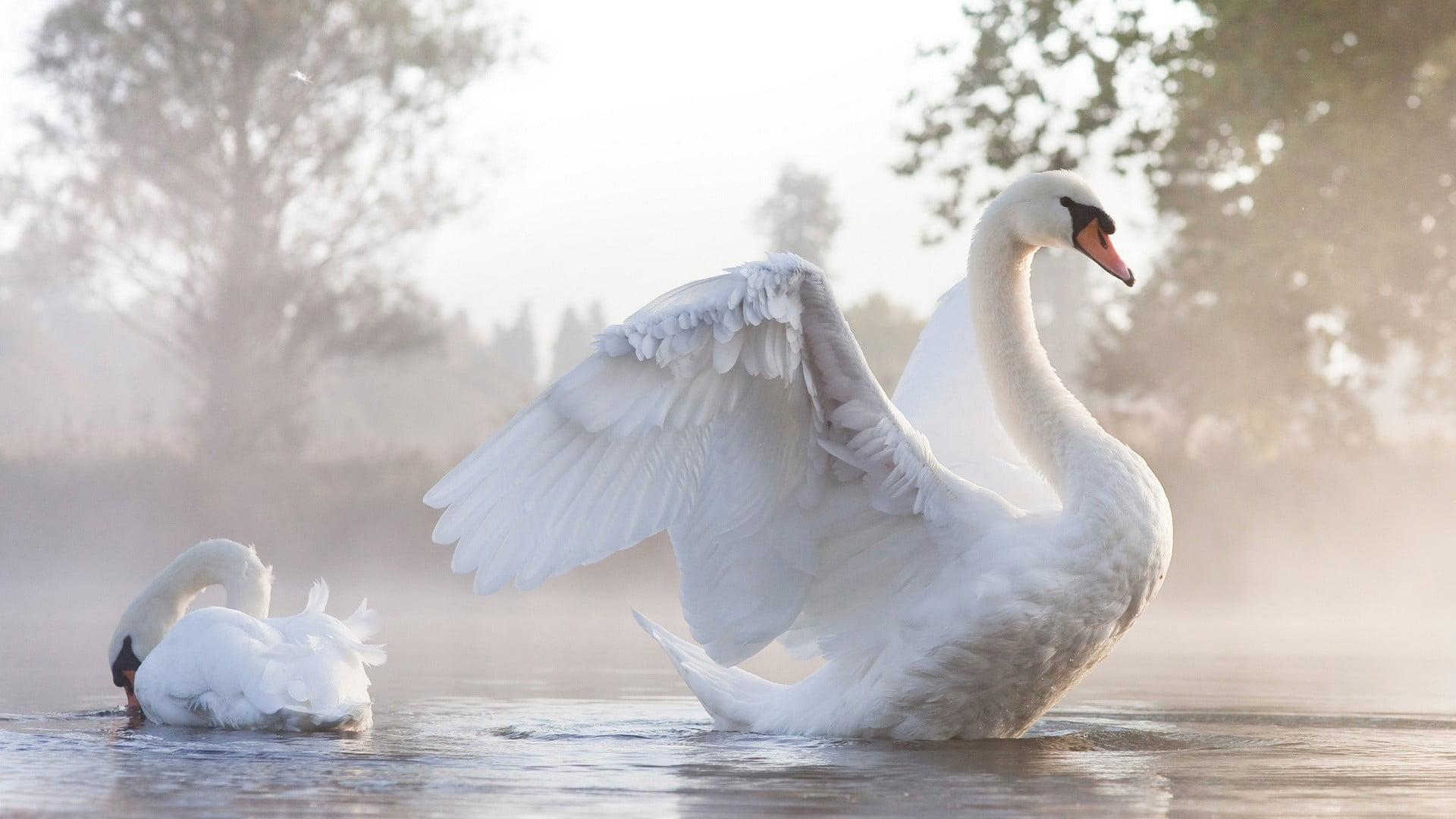 1920x1080 White Swan on body of water during daytime HD wallpaper