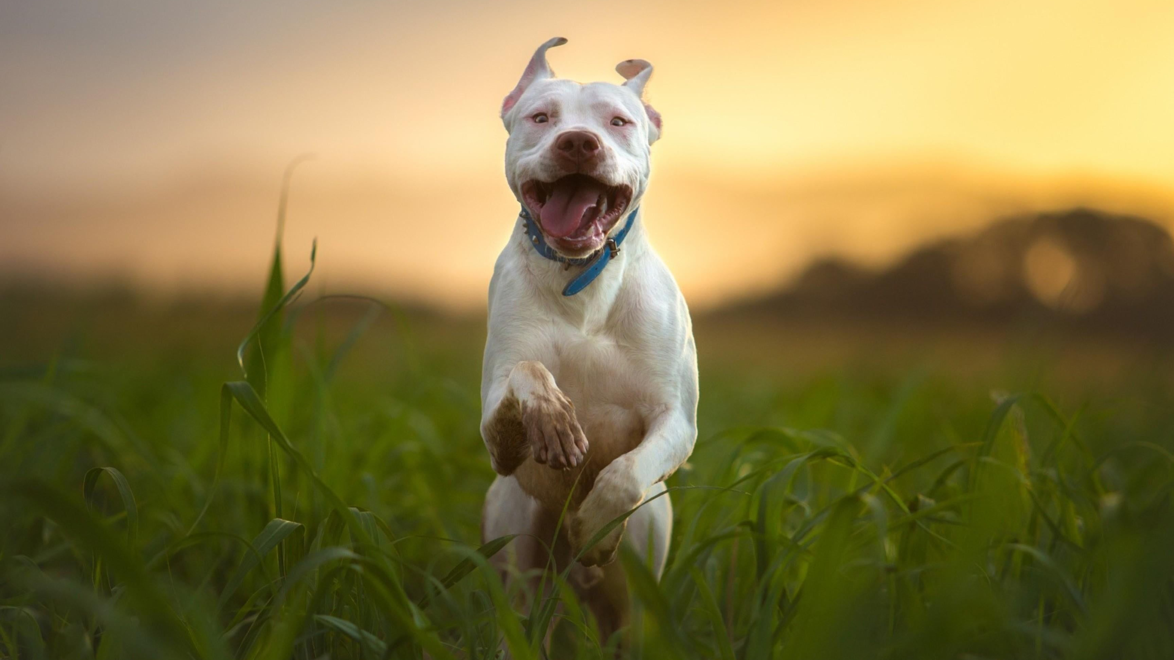 3840x2160 pitbull #dog #run #blurry #breed #4K #wallpaper #hdwallpaper #desktop | Pitbull dog breed, Pitbull dog, Pitbulls