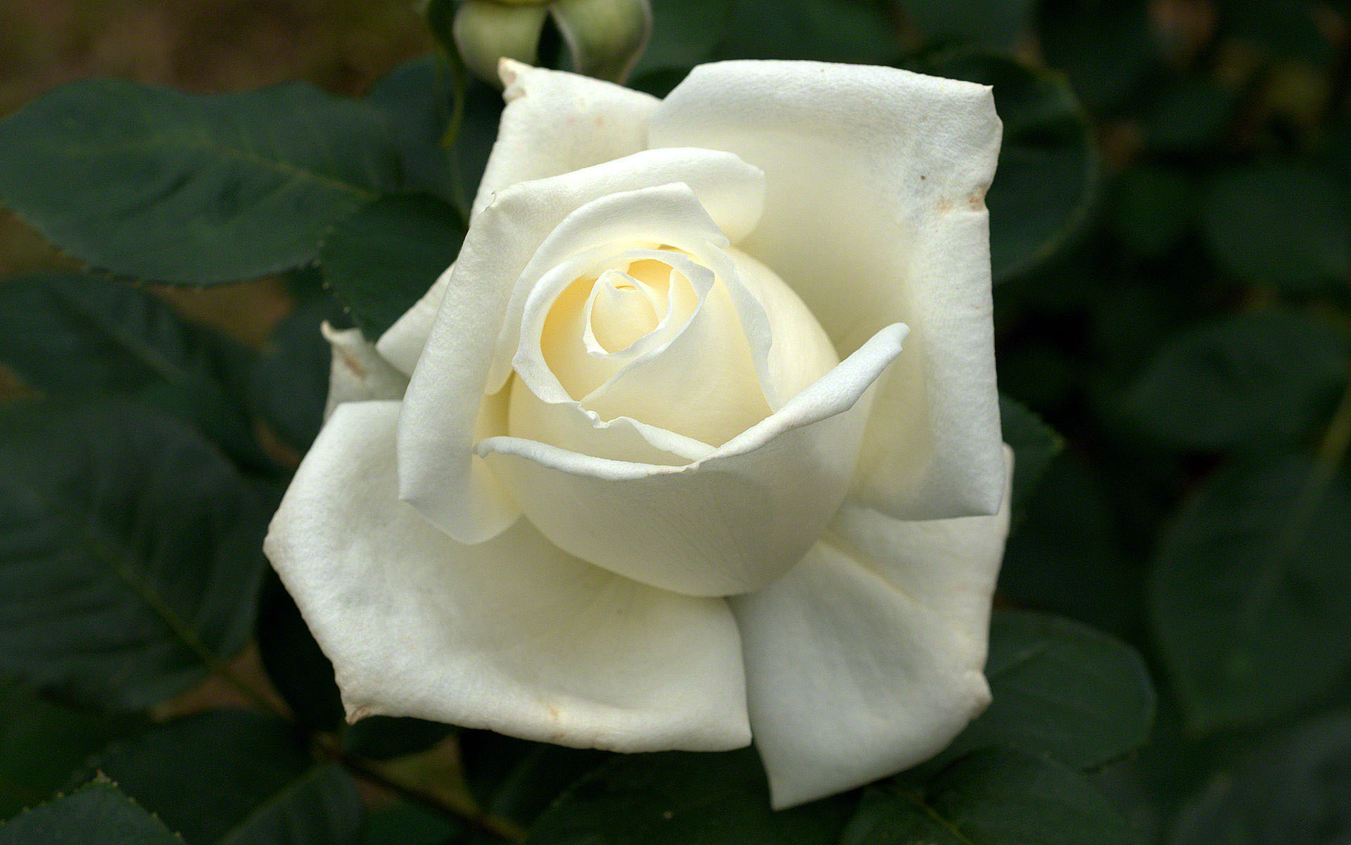 1920x1201 white Rose
