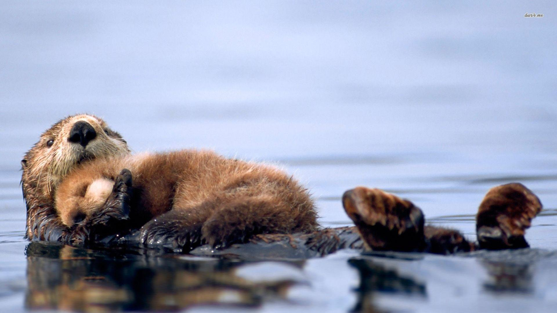 1920x1080 Sea Otter Wallpapers