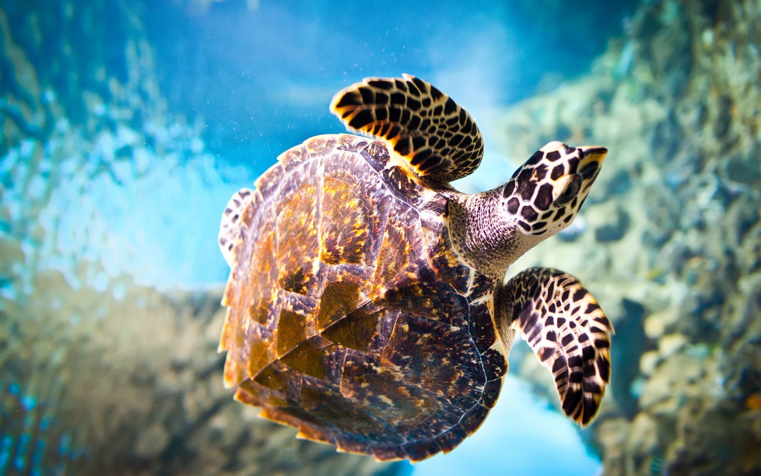 2560x1600 Turtle is beautiful creature of nature, View the ;&#128;&brvbar; | Turtle wallpaper, Turtle, Tile murals