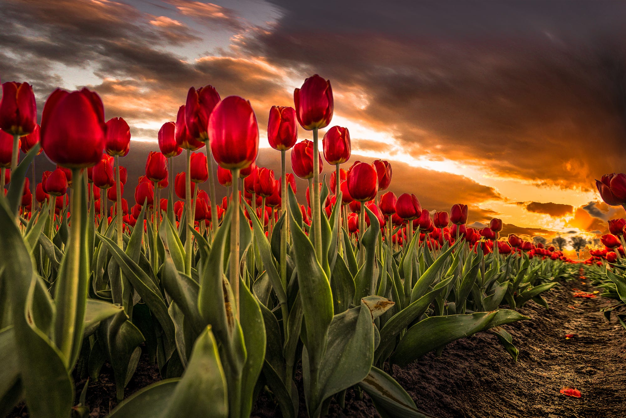 2000x1335 Red Tulips