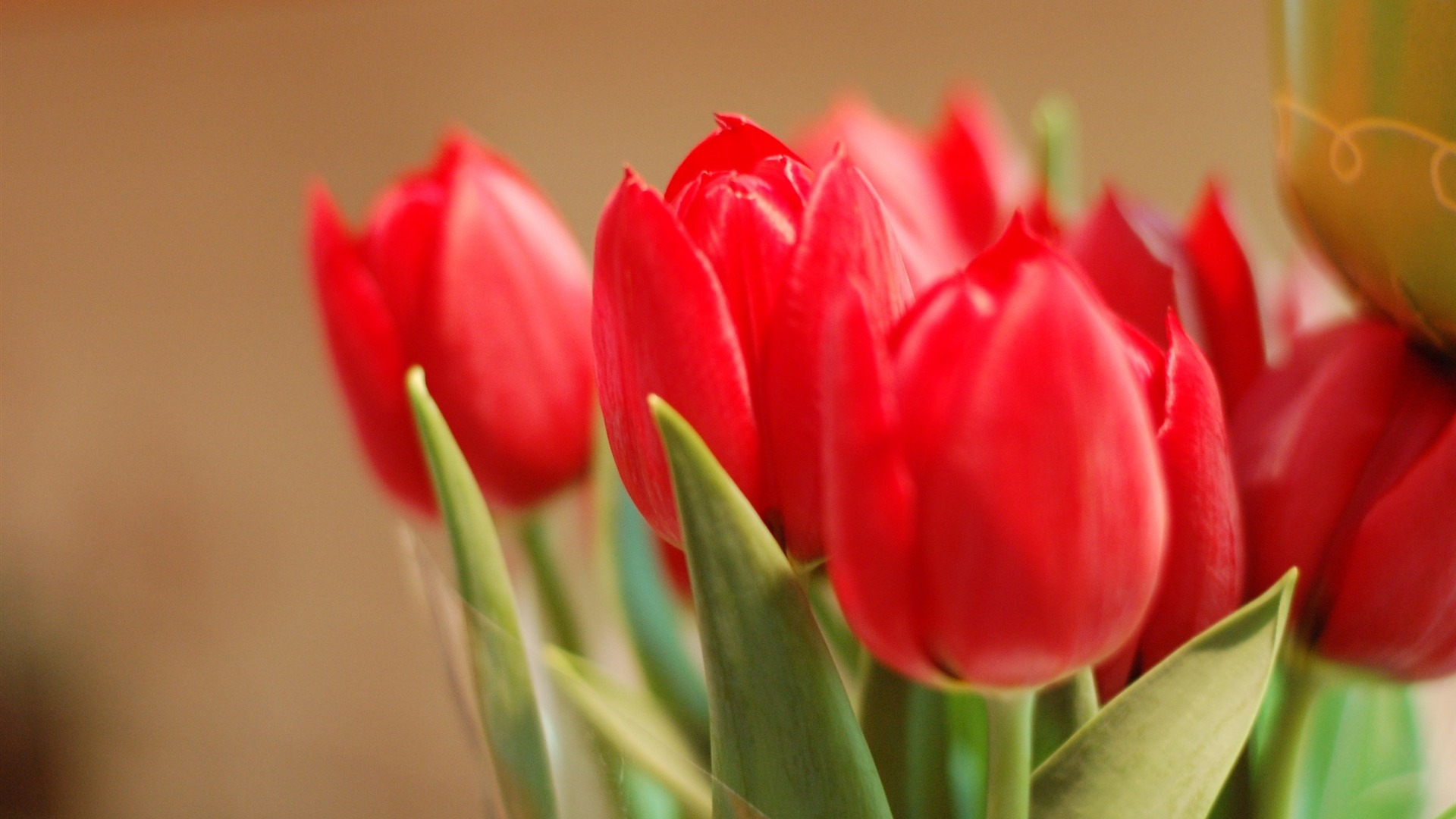 1920x1080 flowers red tulips KDE Store