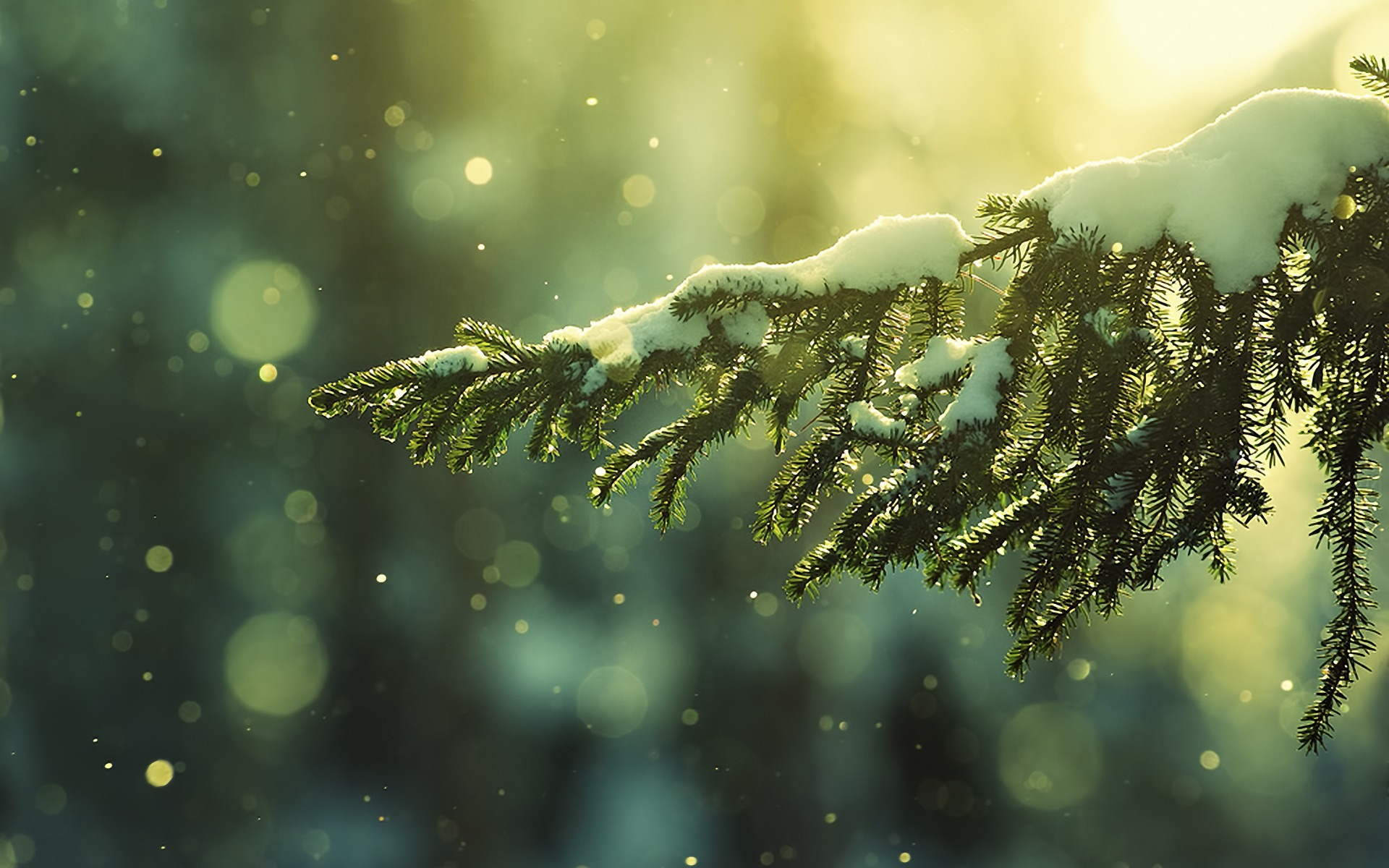 1920x1200 2900+ Winter HD Wallpapers and Backgrounds