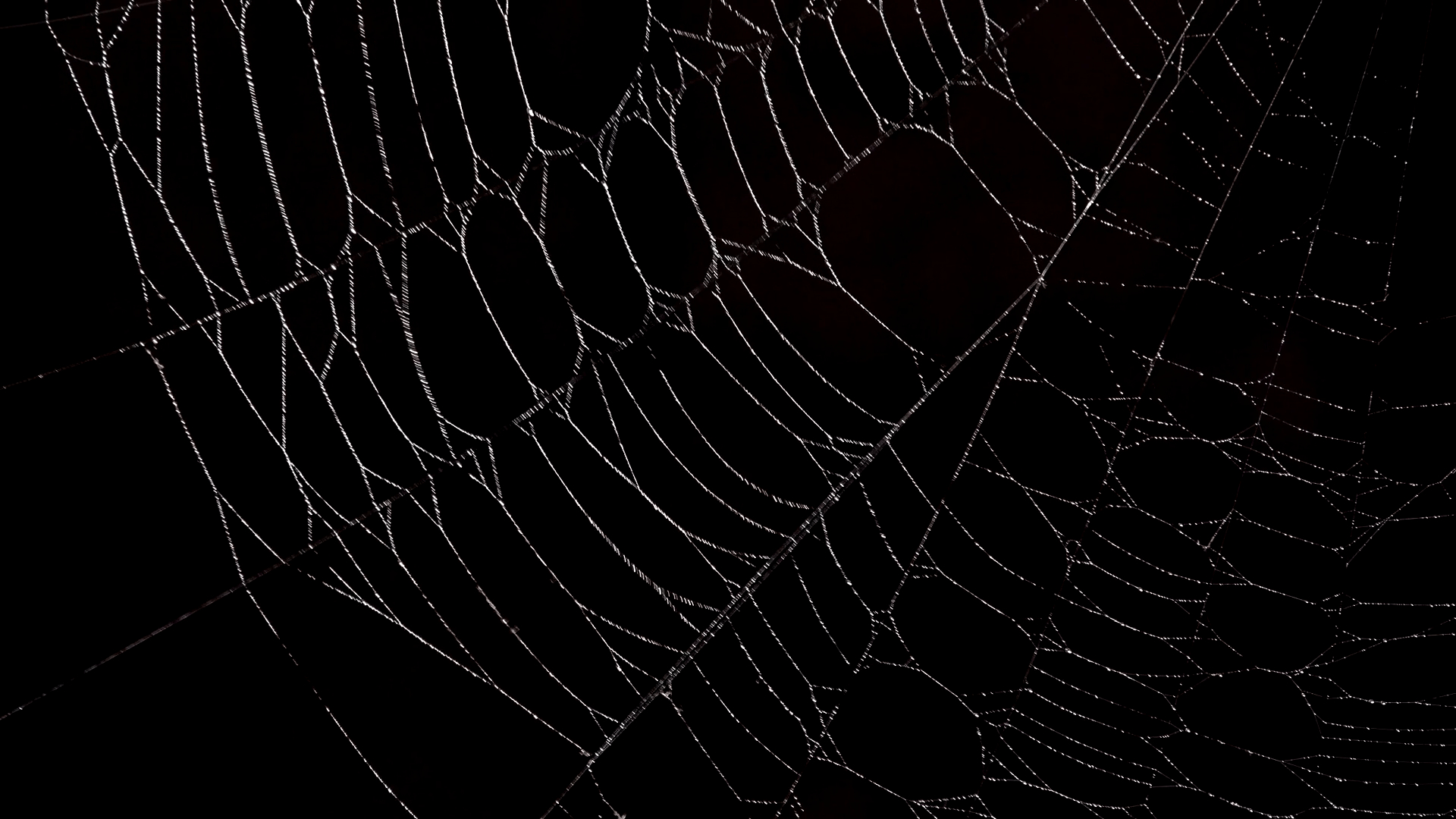 1920x1080 Spiderweb Backgrounds