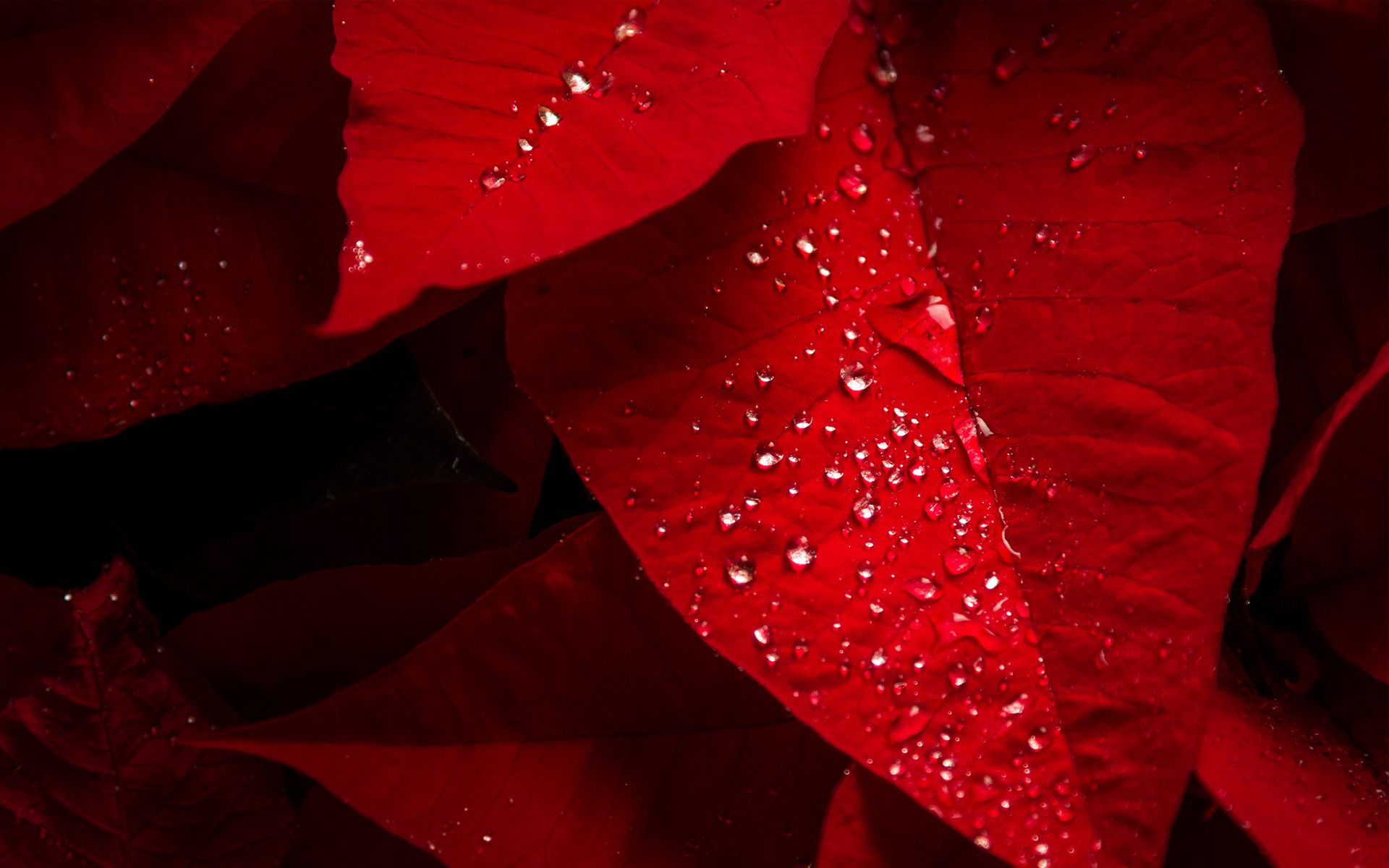 1920x1200 Red Leaf Wallpapers Top Free Red Leaf Backgrounds
