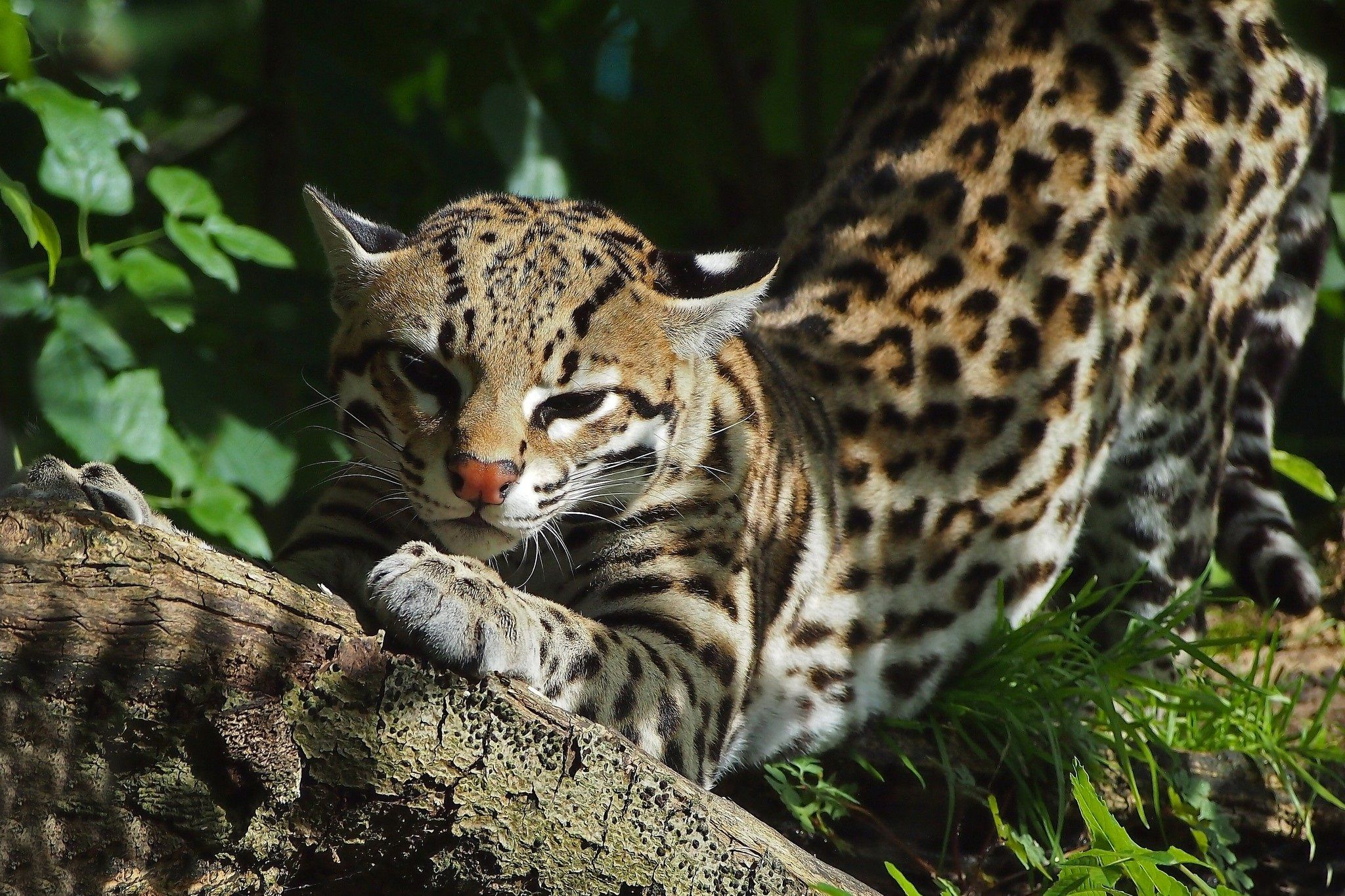 2048x1365 Ocelot | Animaux sauvages, Ocelot, Les chats sauvages