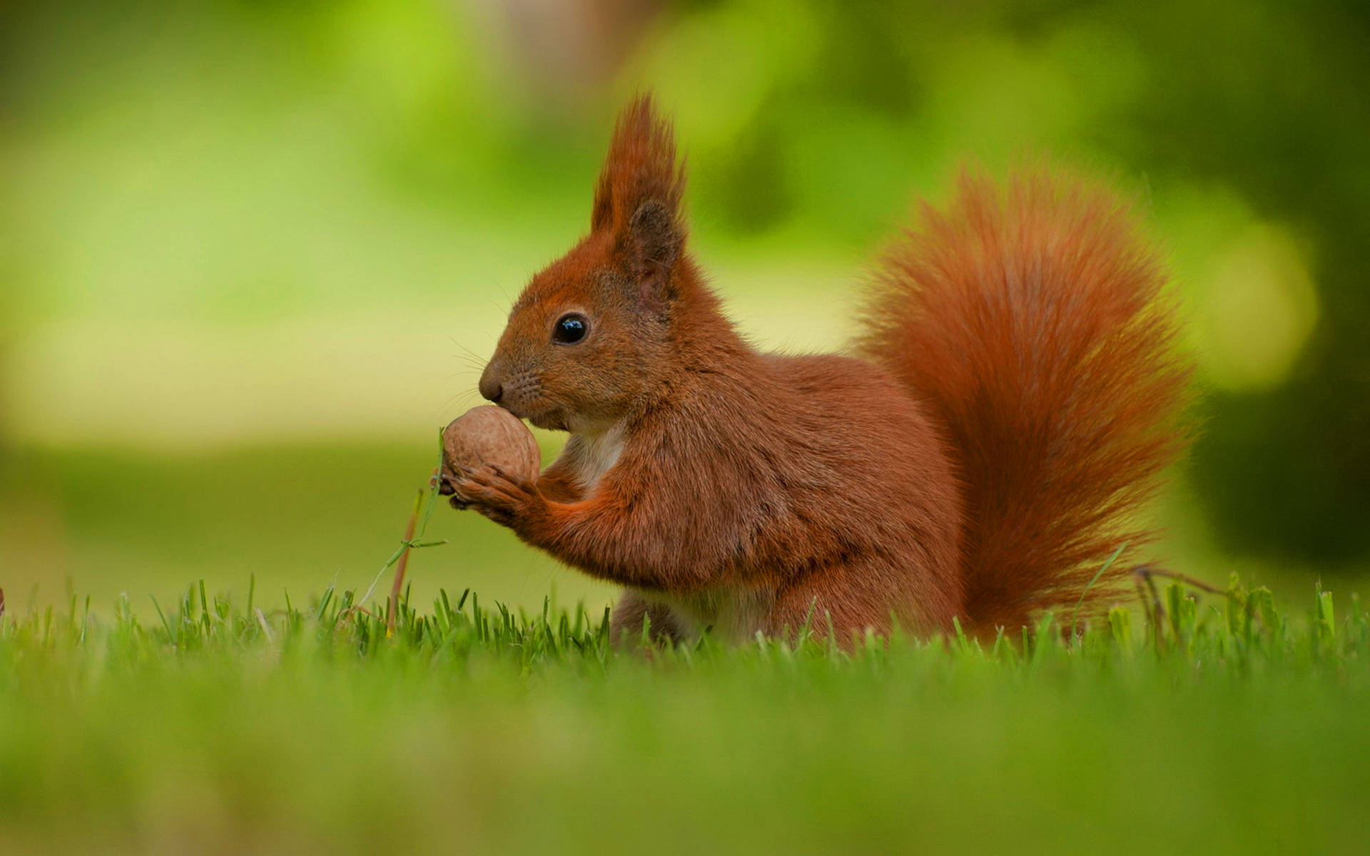 1920x1200 Download Eating Red Squirrel Wallpaper