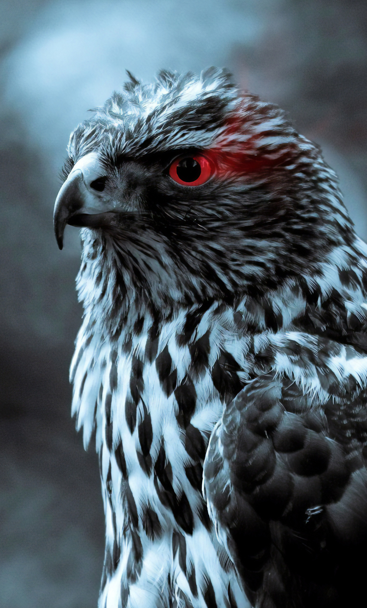 1280x2120 Red Eye Eagle 4k iPhone 6+ HD 4k Wallpapers, Images, Backgrounds, Photos and Pictures