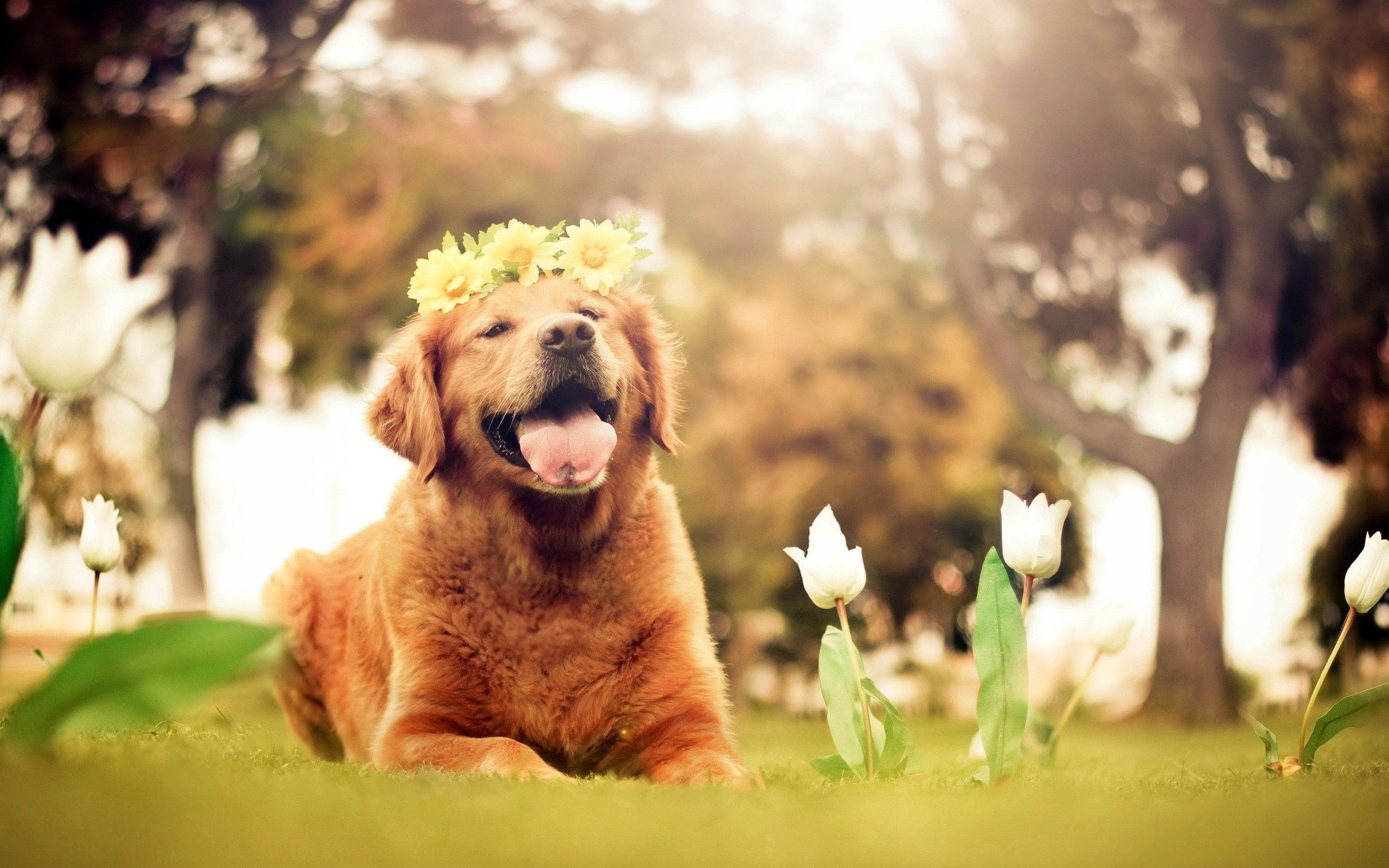 2560x1600 Springtime Dog Wallpapers Top Free Springtime Dog Backgrounds