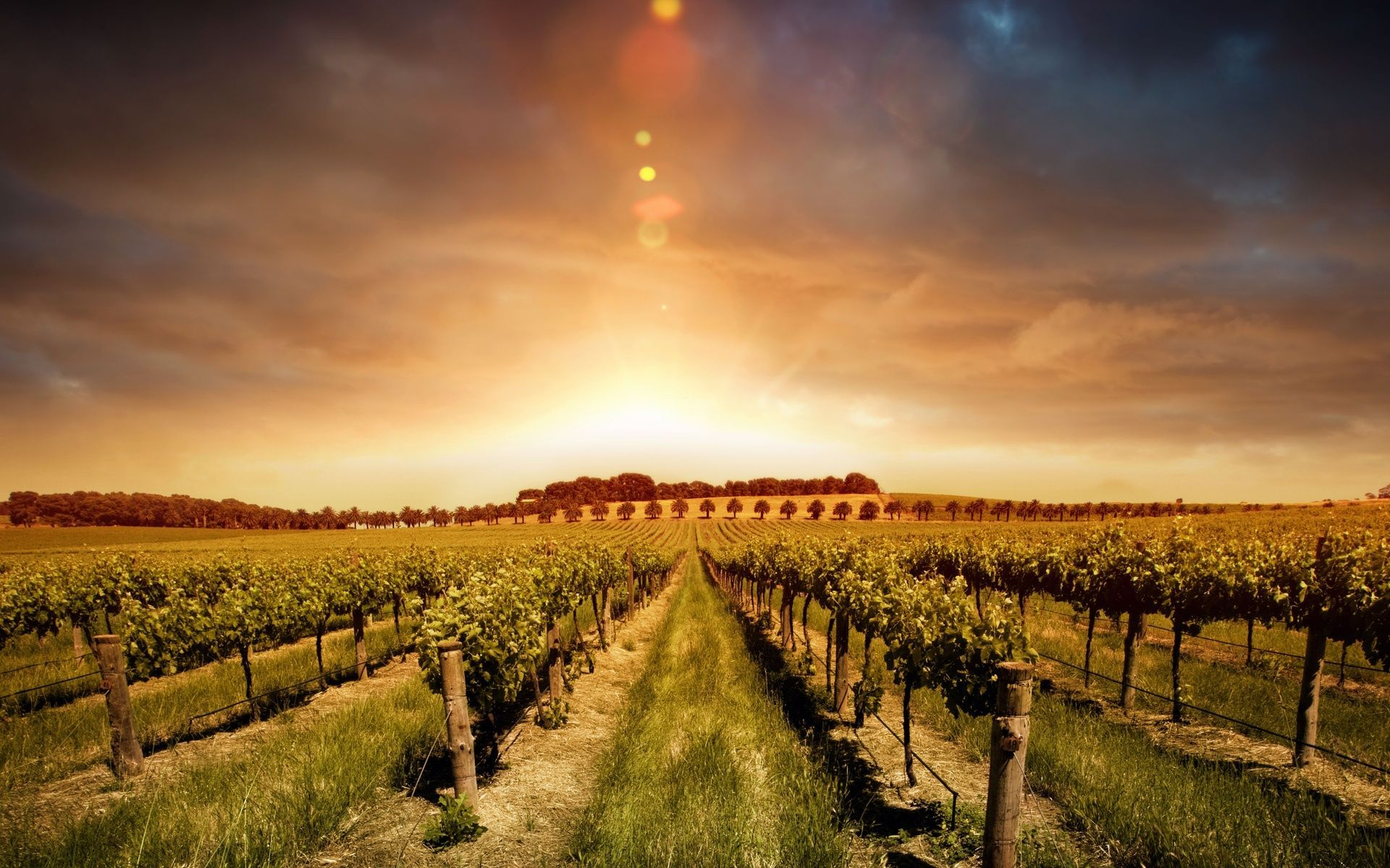 1920x1200 Winery Wallpapers Top Free Winery Backgrounds