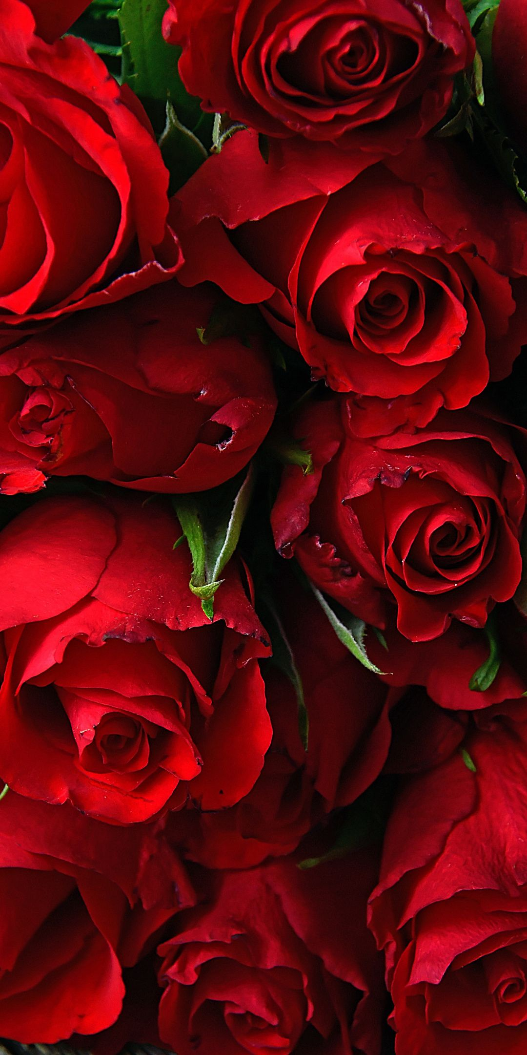 1080x2160 Rose, fresh, red flowers, wallpaper | Red flower wallpaper, Red roses wallpaper, Rose flower wallpaper