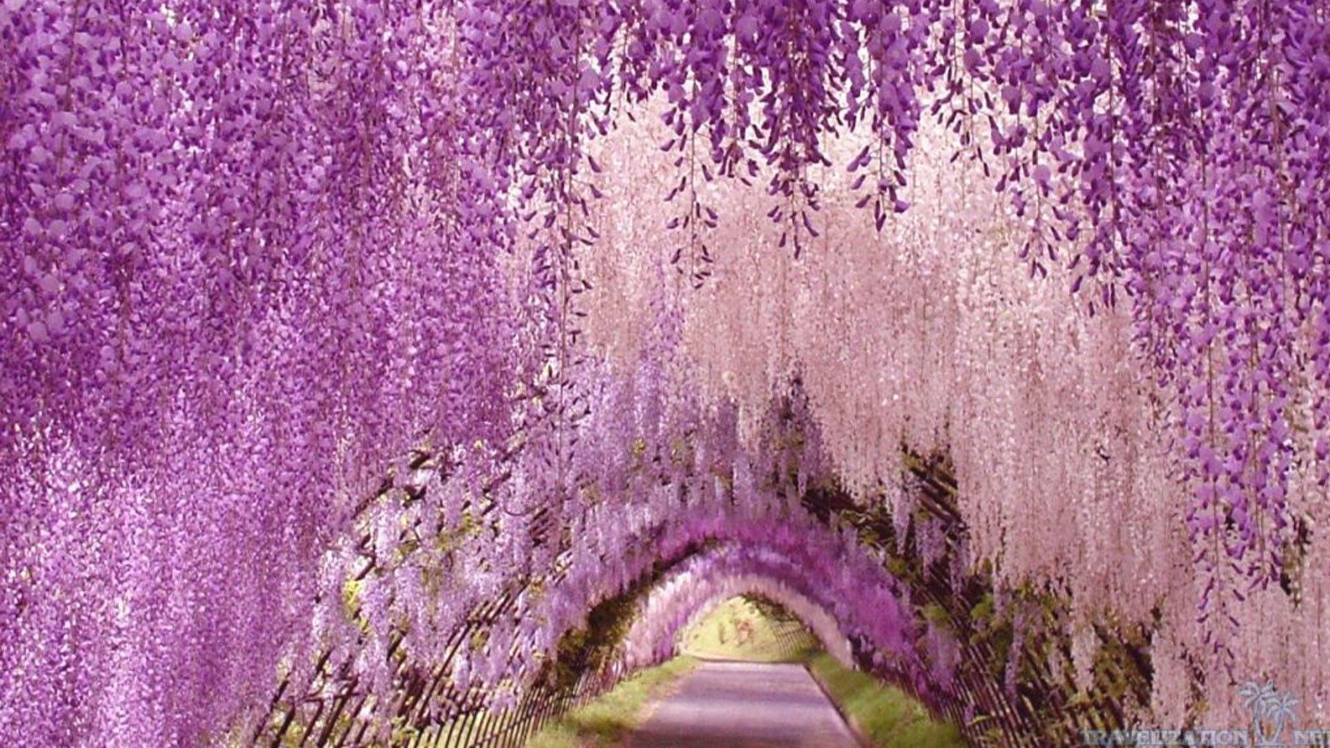 1920x1080 Japanese Wisteria iPhone Wallpapers Top Free Japanese Wisteria iPhone Backgrounds