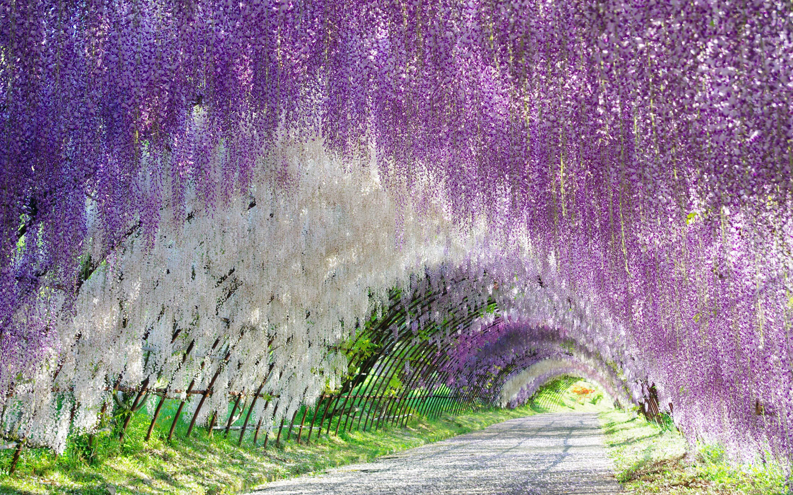 2560x1600 30+ Wisteria HD Wallpapers and Backgrounds