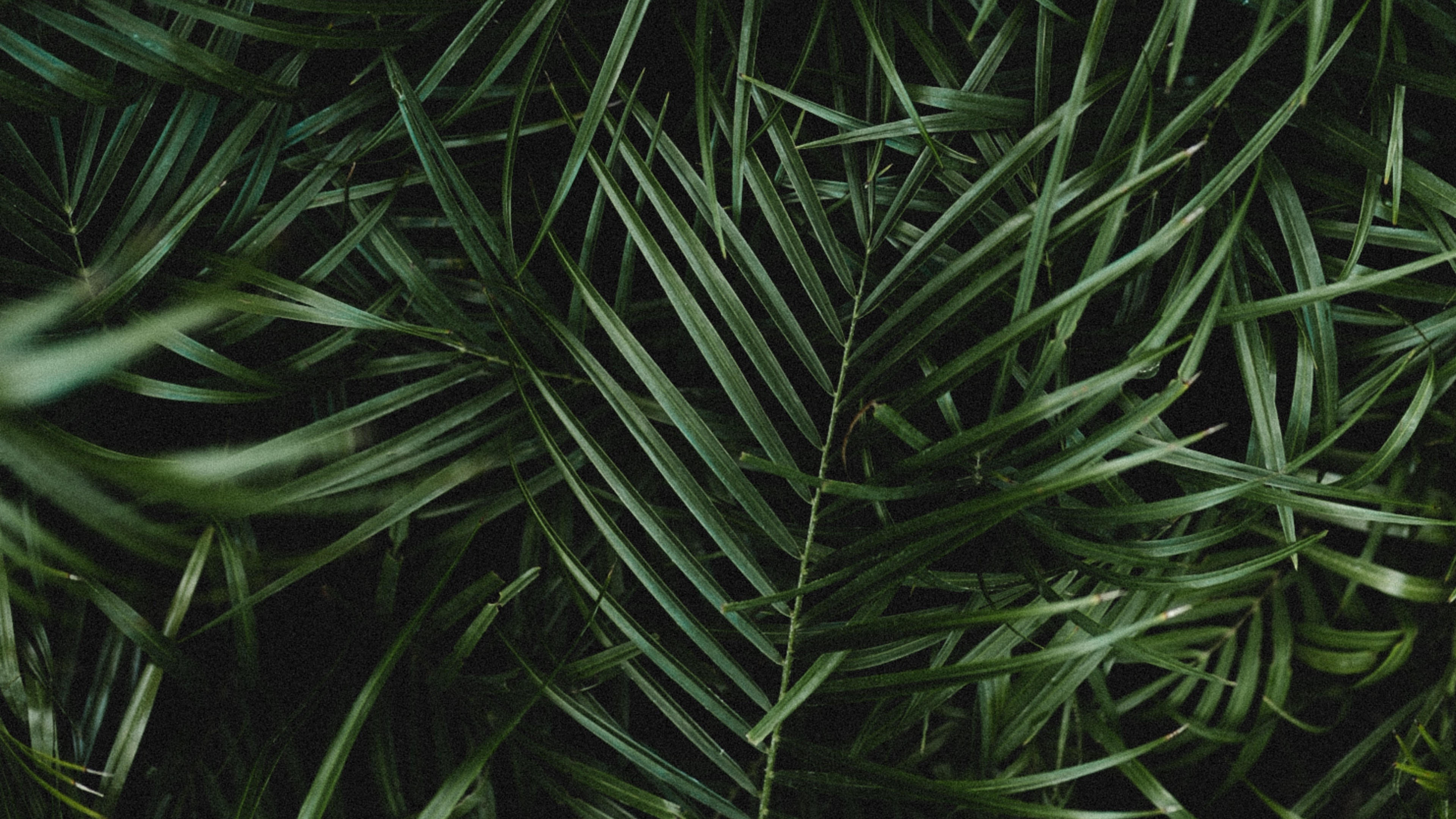 3840x2160 4K Palm Leaves Branches Wallpaper [