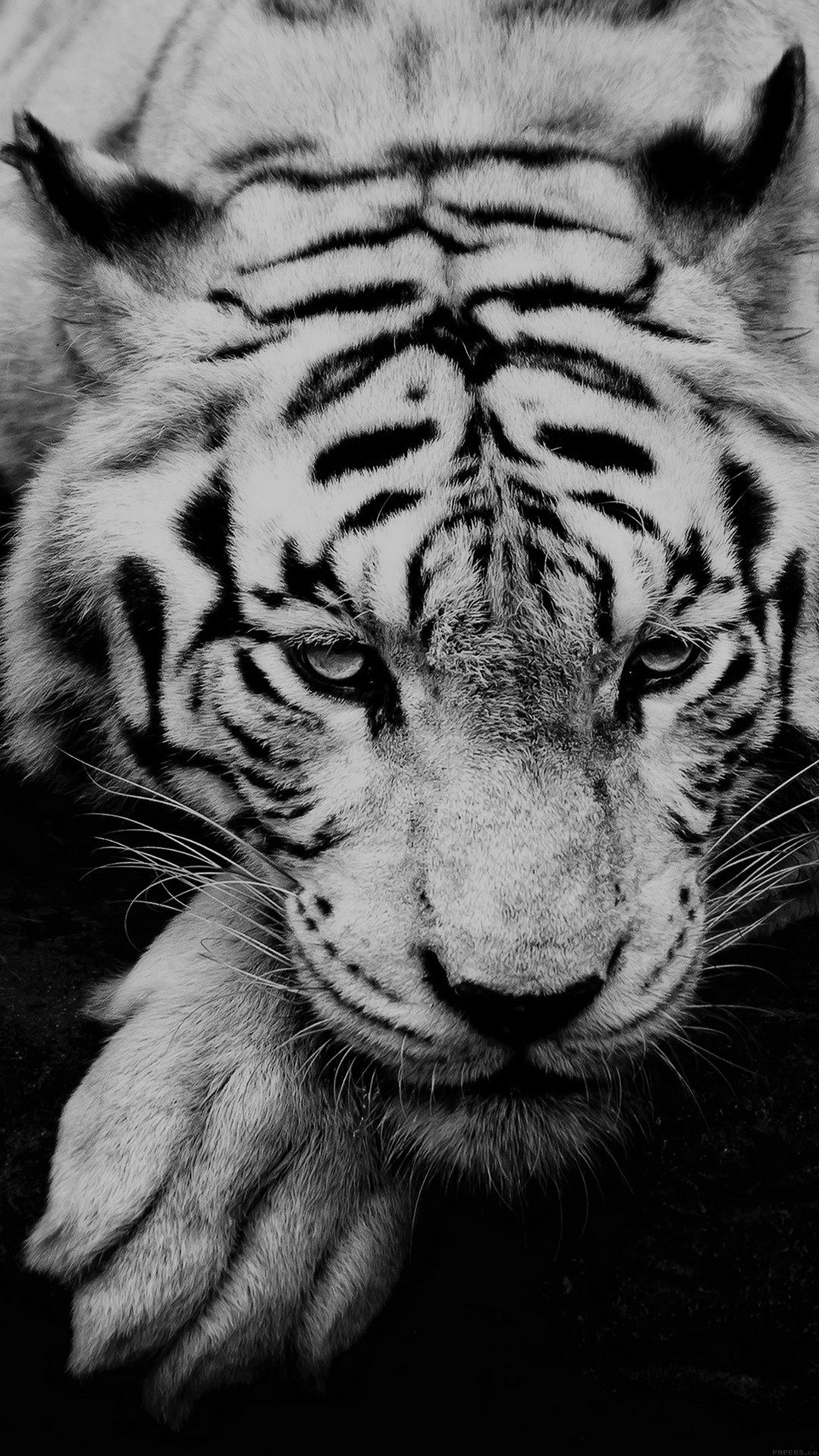 1080x1920 White Tiger Portrait Best HTC M9 wallpapers | Wild animal wallpaper, Pet tiger, Animals beautiful